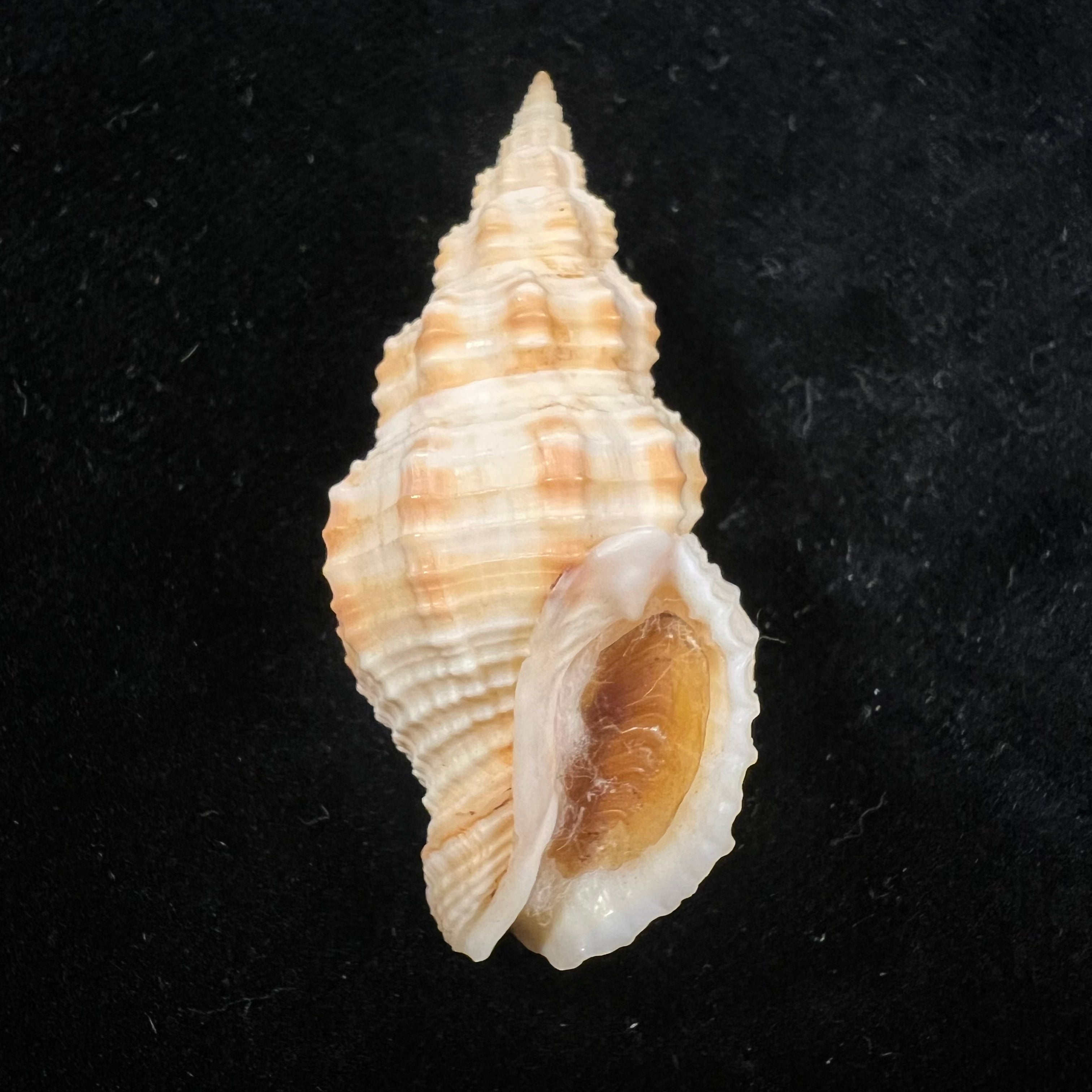 Phos crassus Hinds, 1843 - 45,5mm