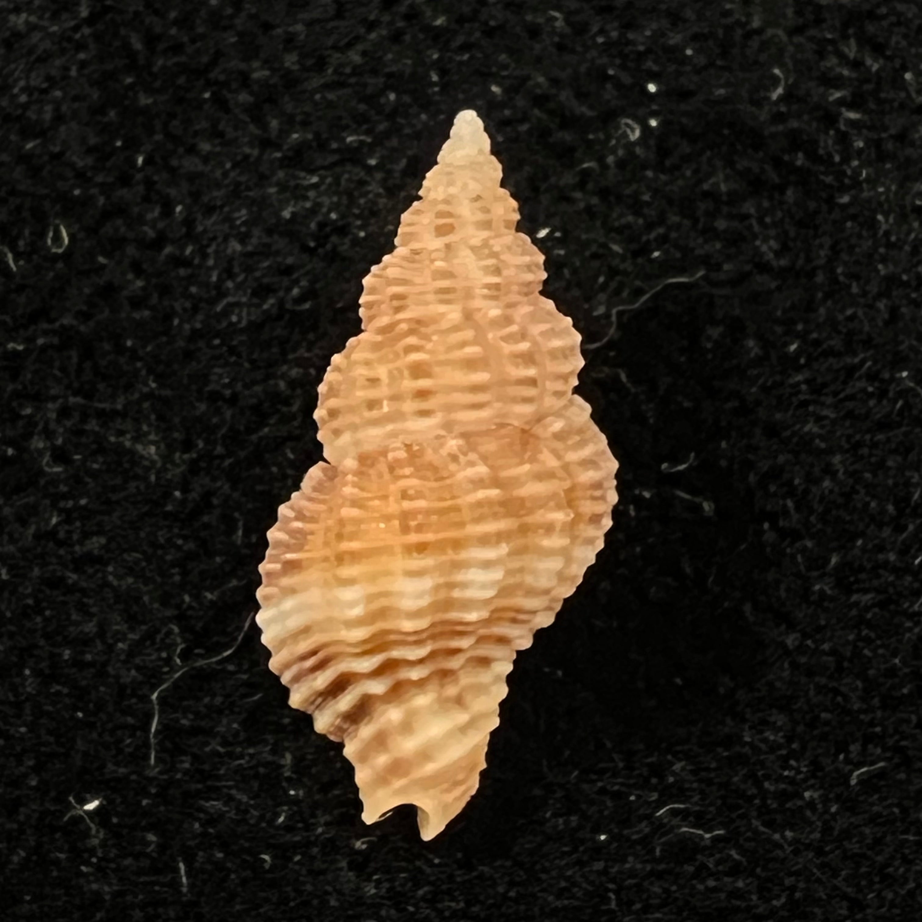 Caducifer nigrocostatus (Reeve, 1846) - 16,6mm