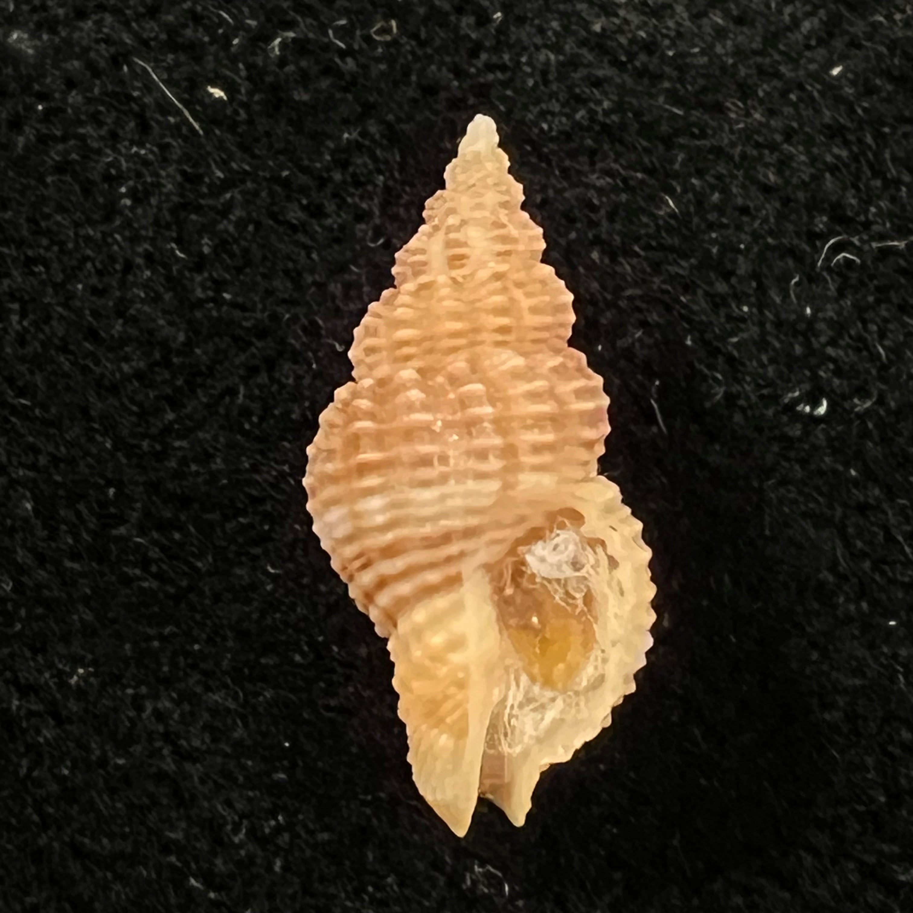 Caducifer nigrocostatus (Reeve, 1846) - 16,6mm