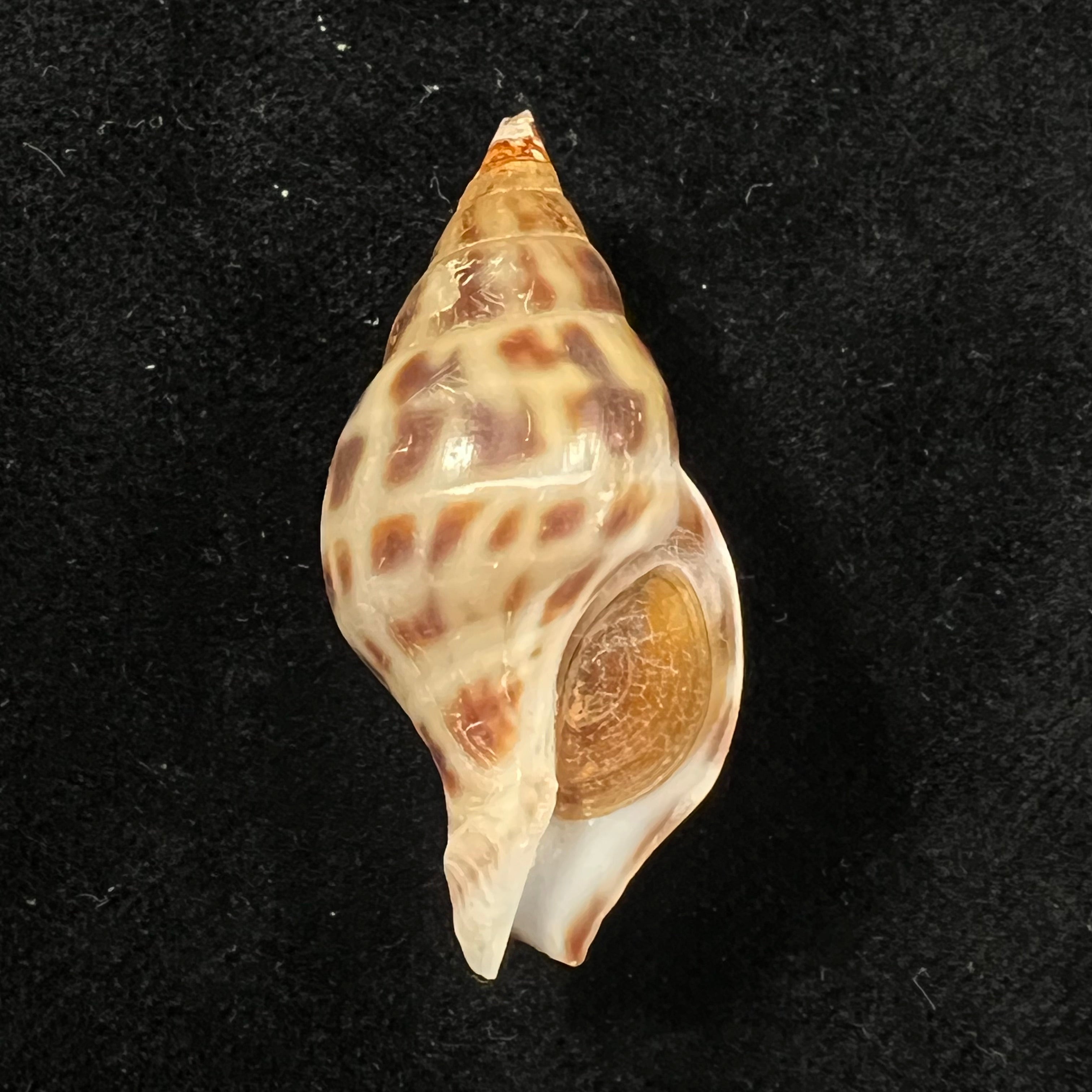 Pusionella nifat (Bruguière, 1789) - 39,9mm
