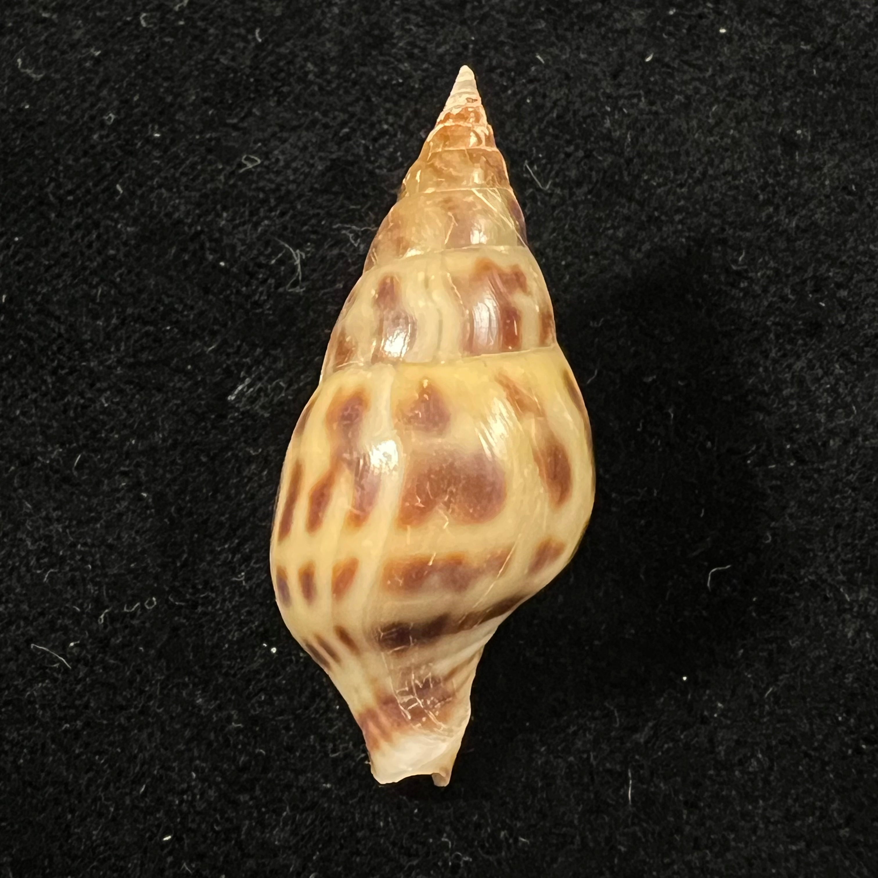 Pusionella nifat (Bruguière, 1789) - 39,3mm