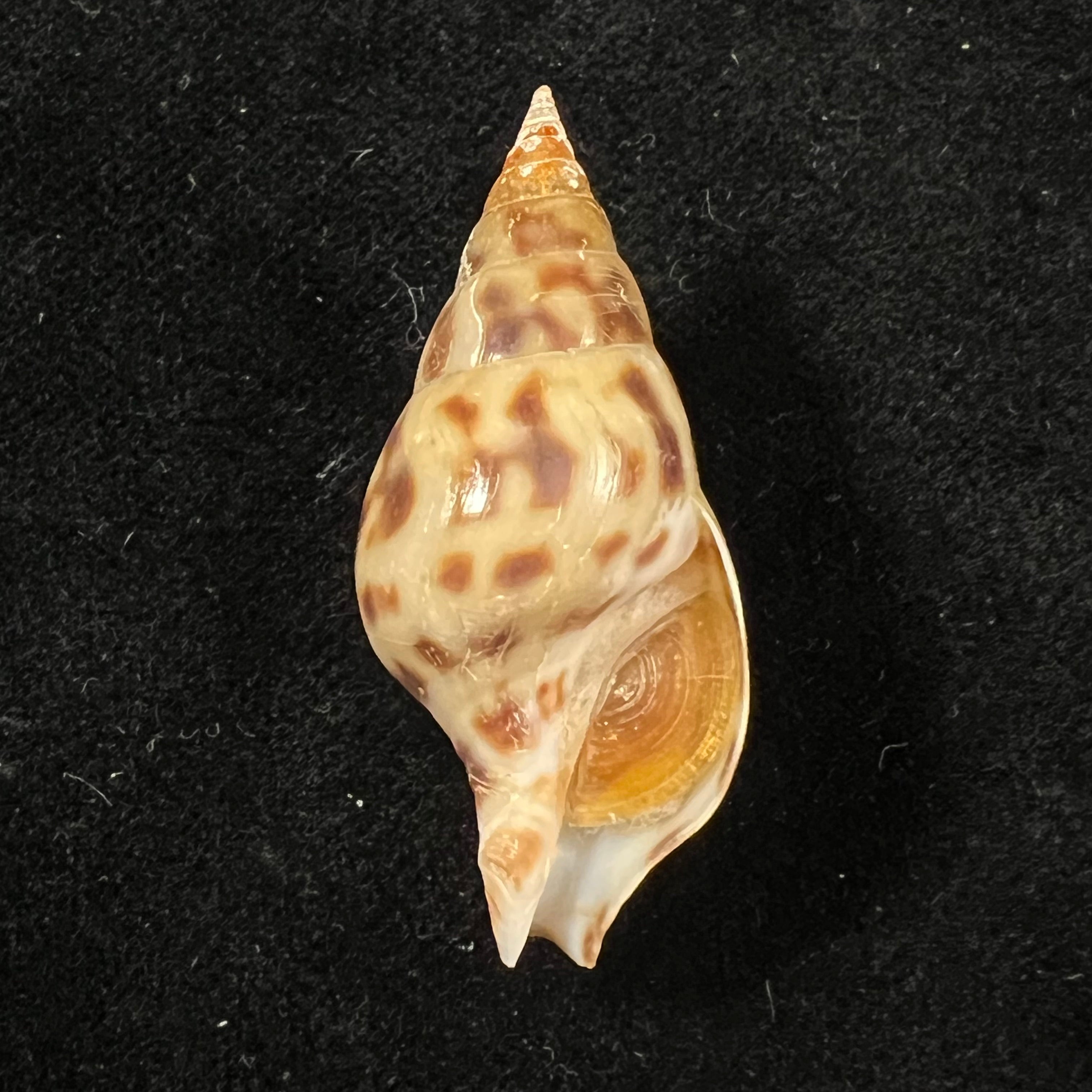 Pusionella nifat (Bruguière, 1789) - 39,3mm