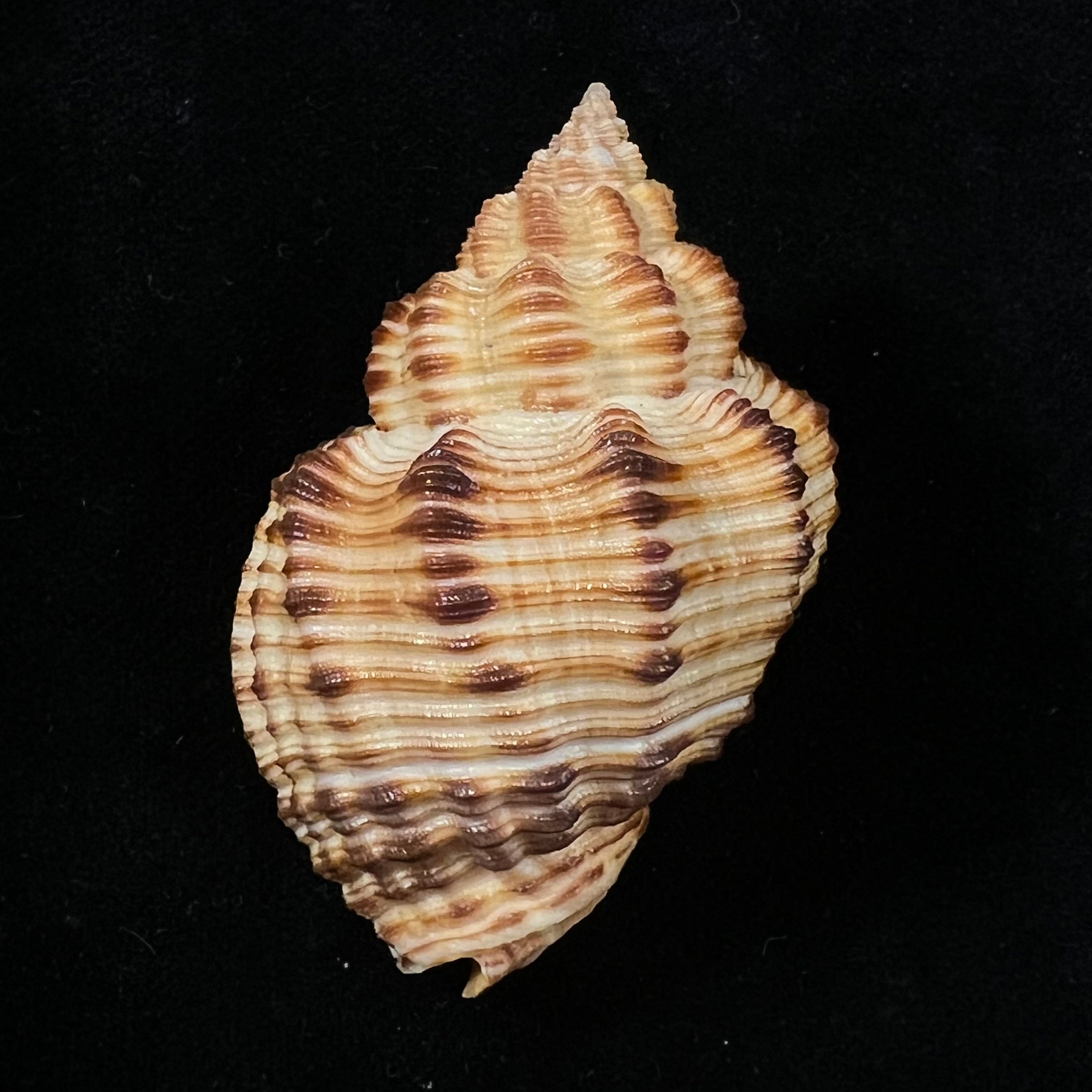 Cantharus melanostoma (G. B. Sowerby I, 1825) - 52,6mm