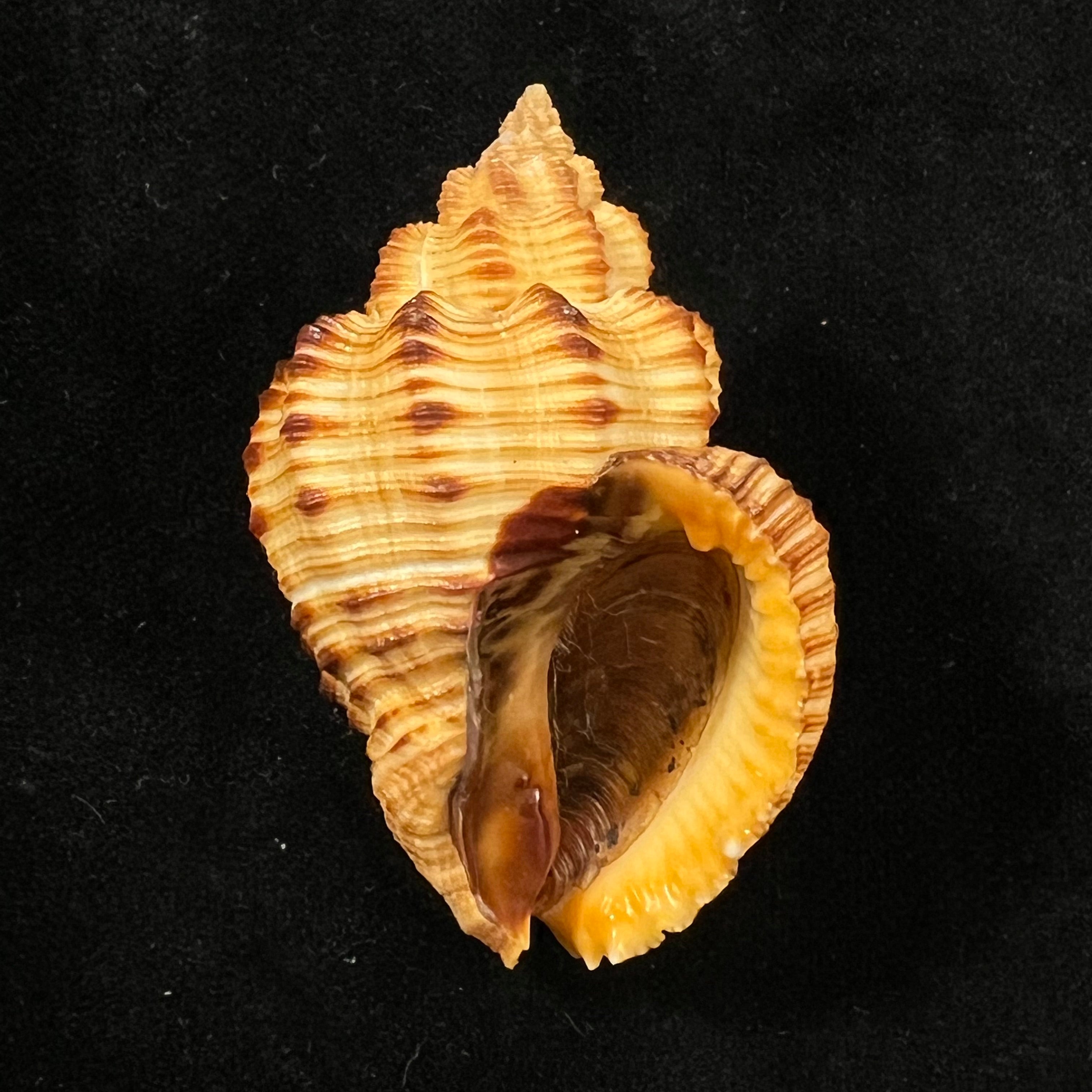 Cantharus melanostoma (G. B. Sowerby I, 1825) - 52,6mm