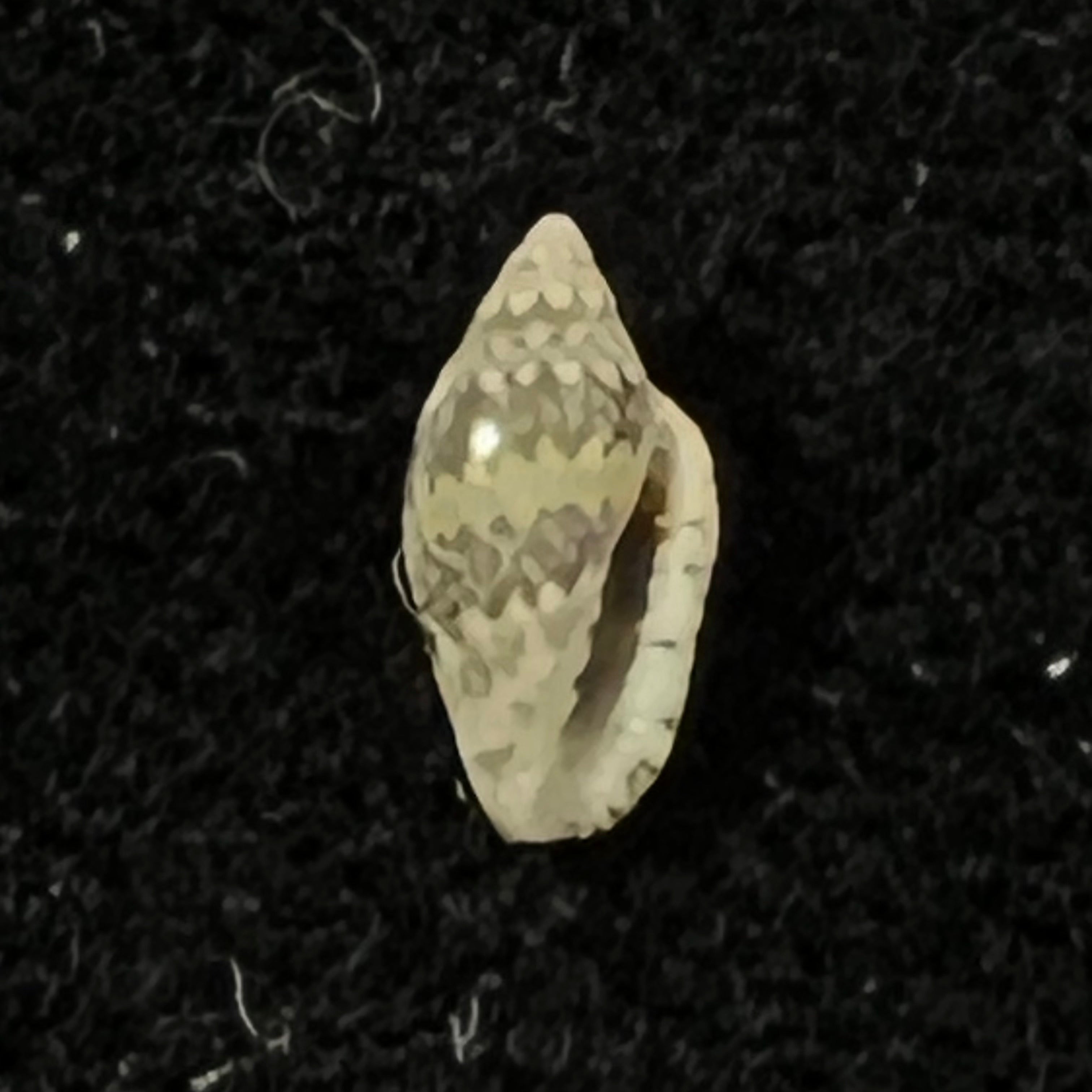 Marginella spinacia Gofas & F. Fernandes, 1988 - 7,1mm