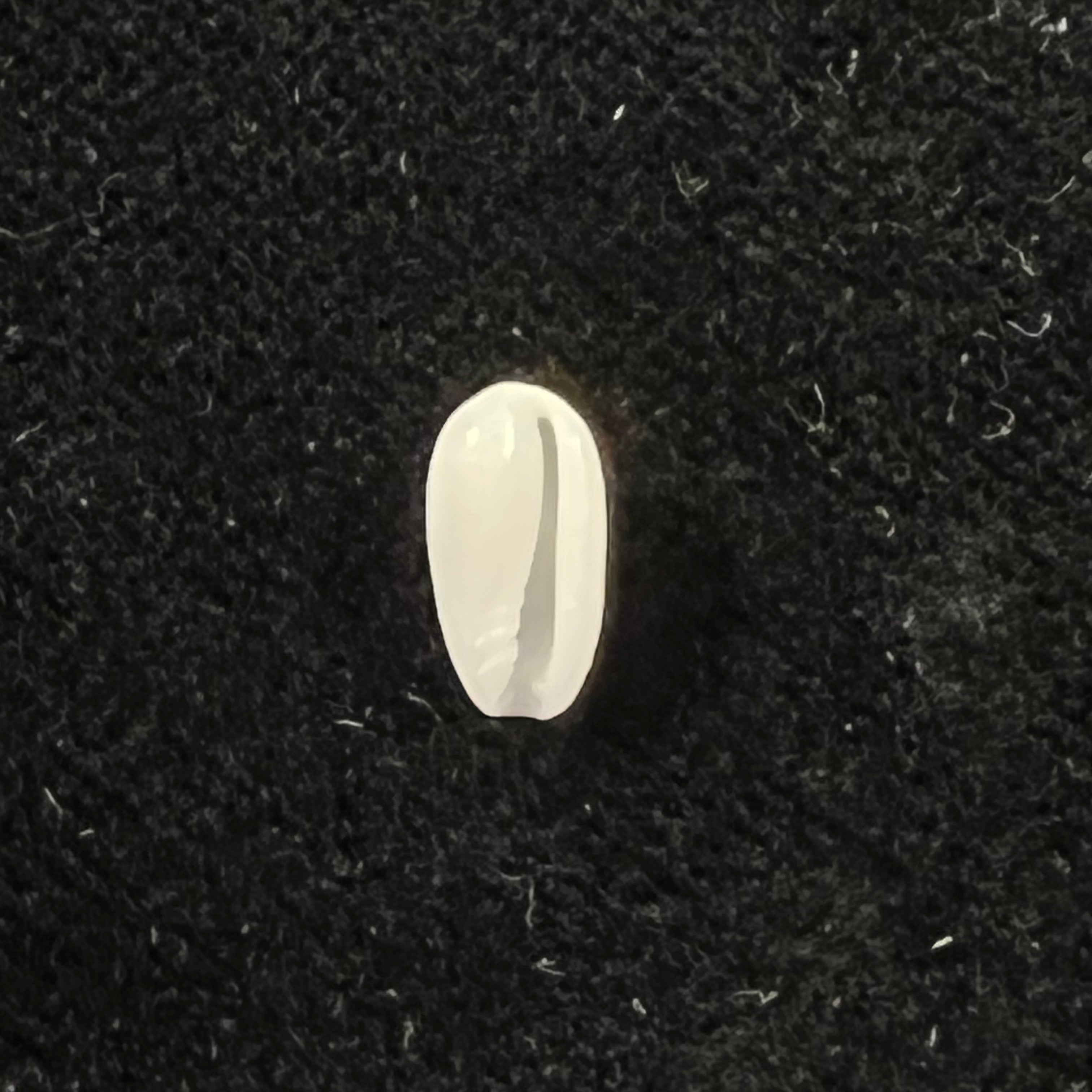 Prunum terverianum (Petit de la Saussaye, 1851) - 9,5mm