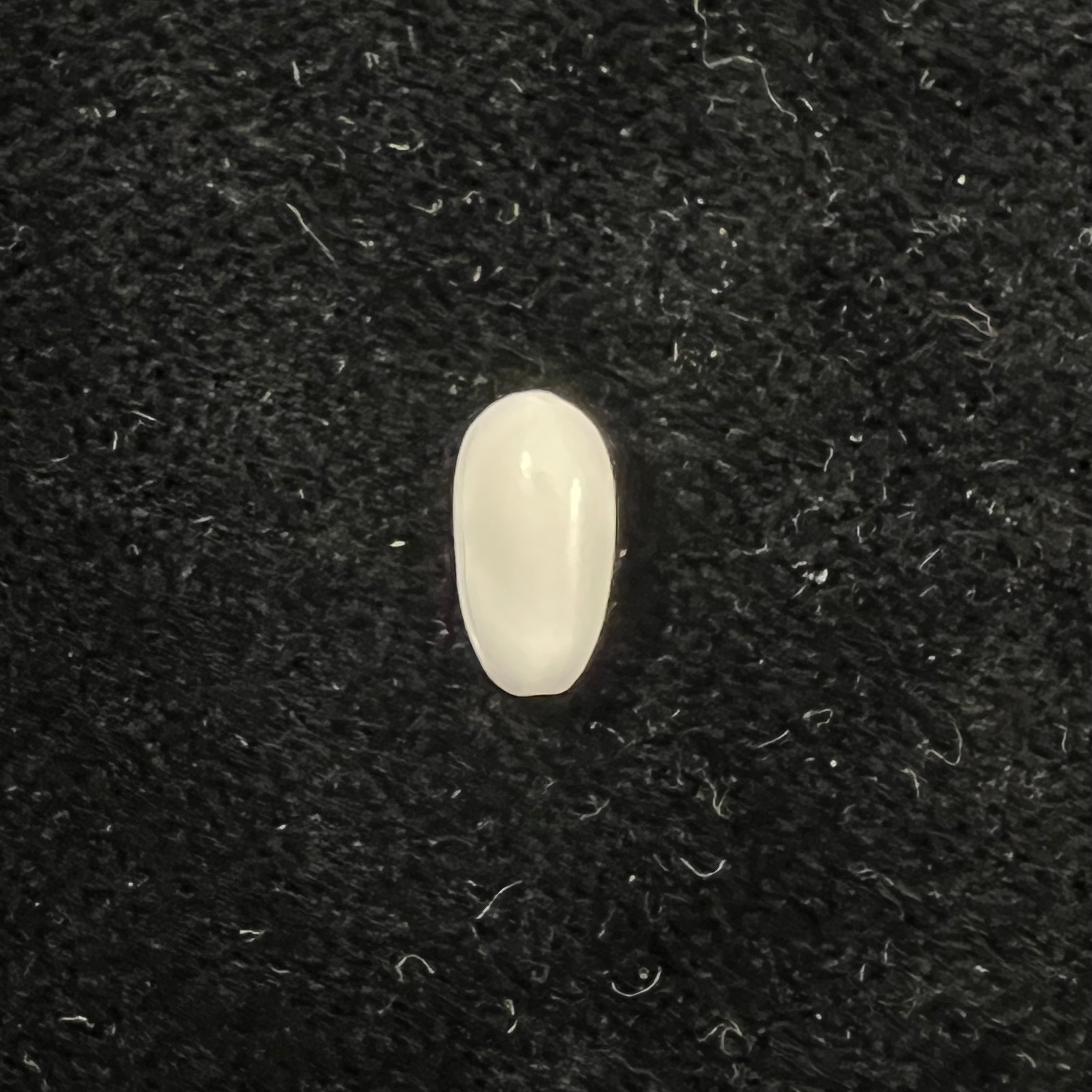 Prunum terverianum (Petit de la Saussaye, 1851) - 9,5mm