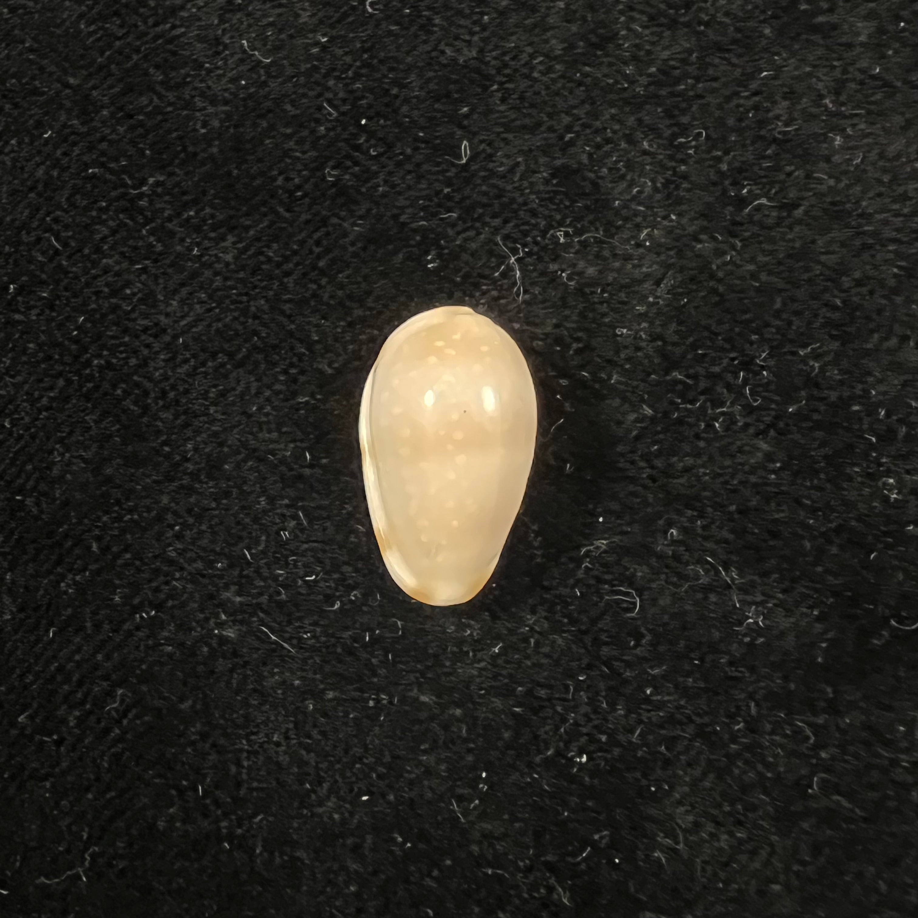 Prunum guttatum (Dillwyn, 1817) - 18,7mm