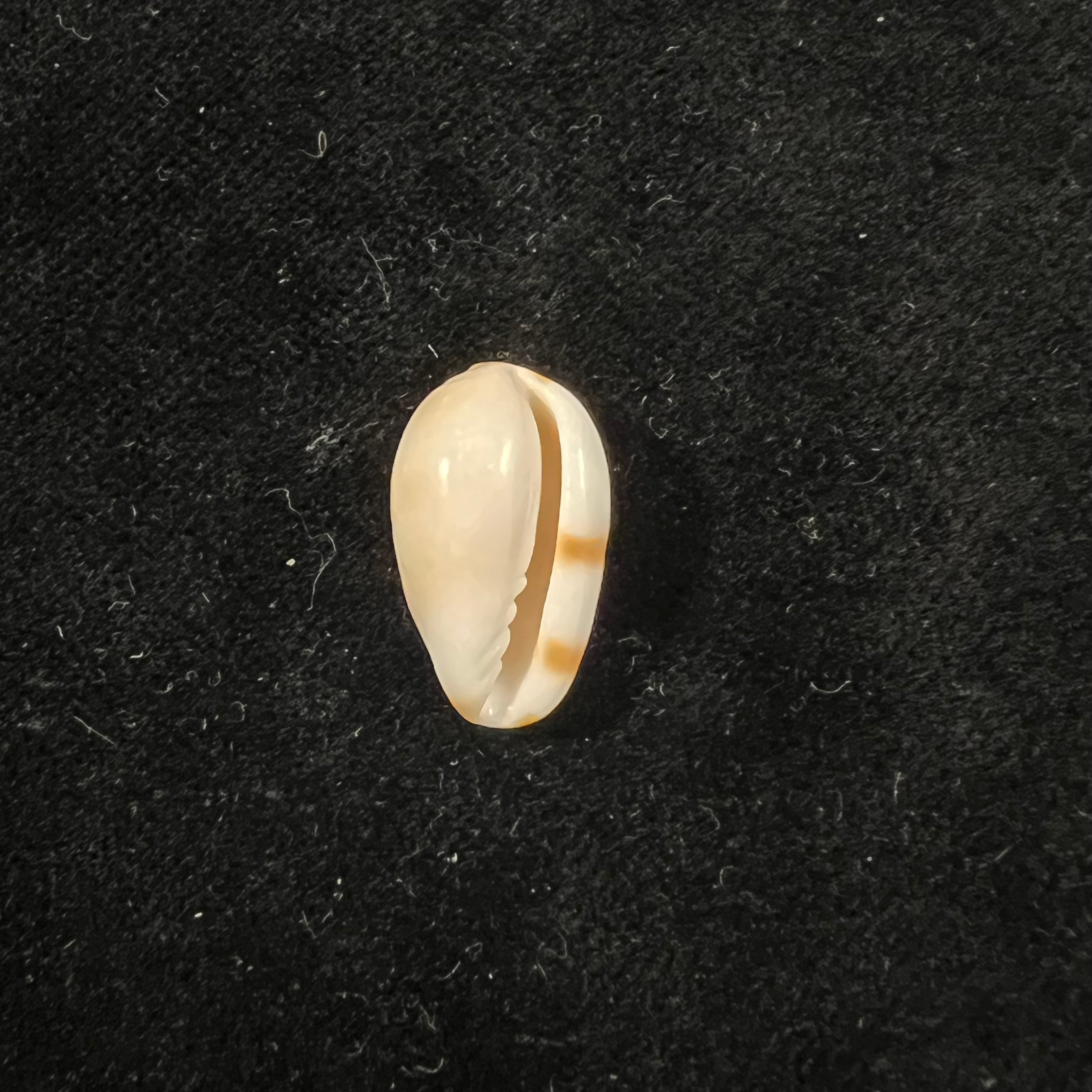 Prunum guttatum (Dillwyn, 1817) - 18,7mm