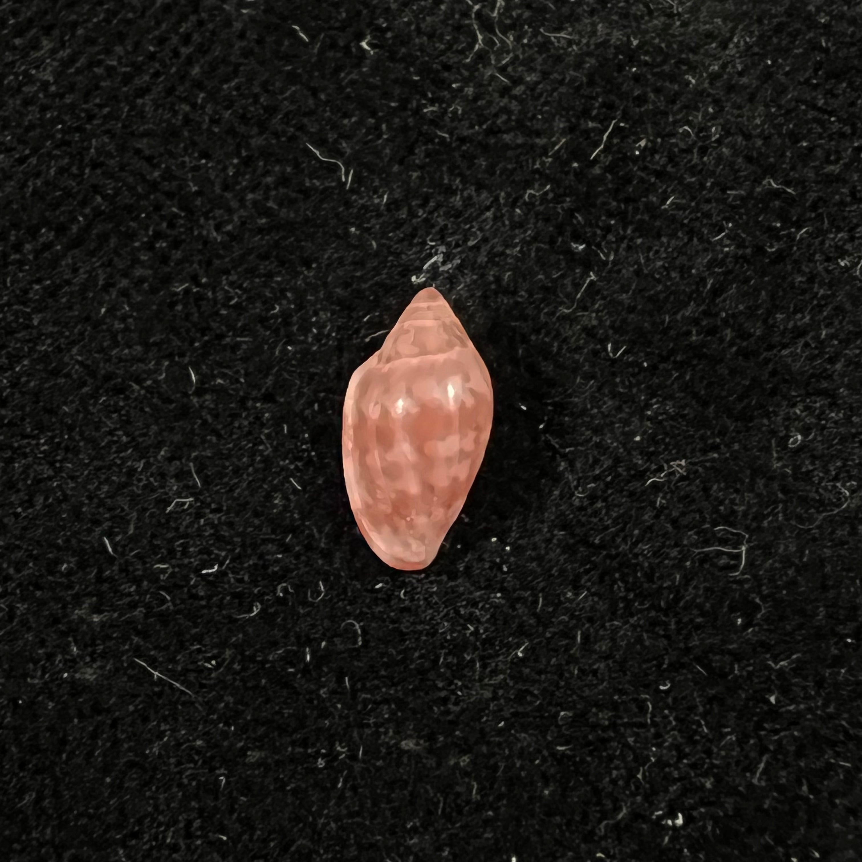 Marginella purpurea Cossignani, 2006 - 10,9mm
