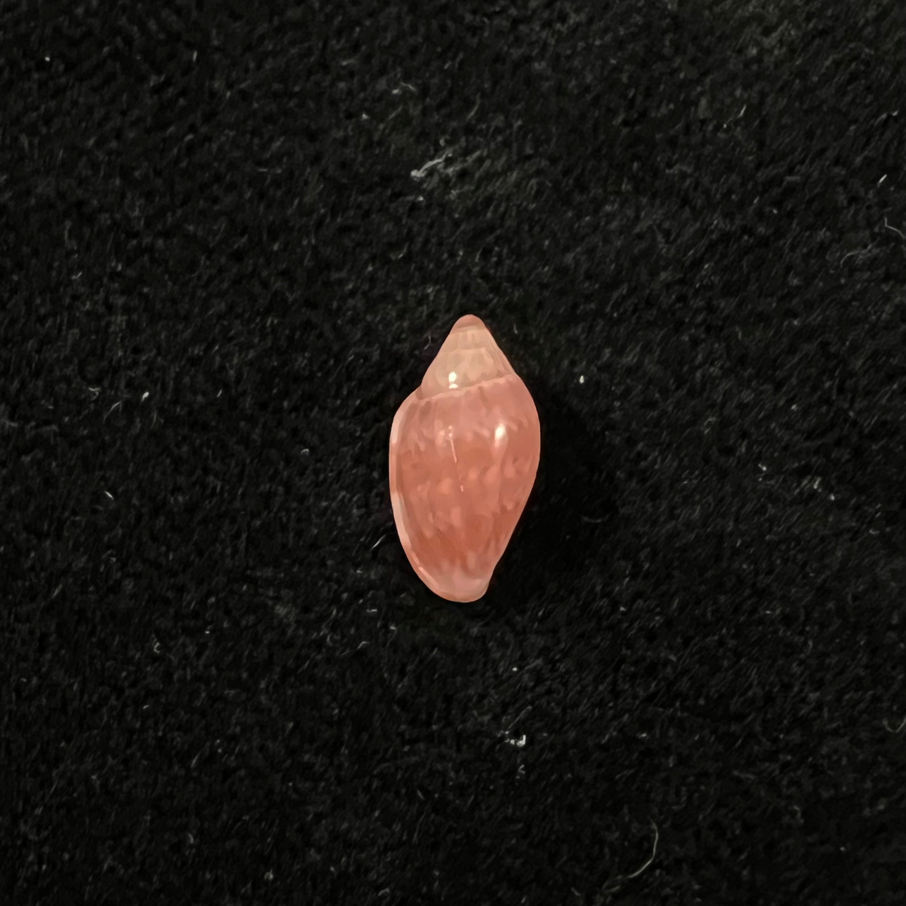 Marginella purpurea Cossignani, 2006 - 10,8mm