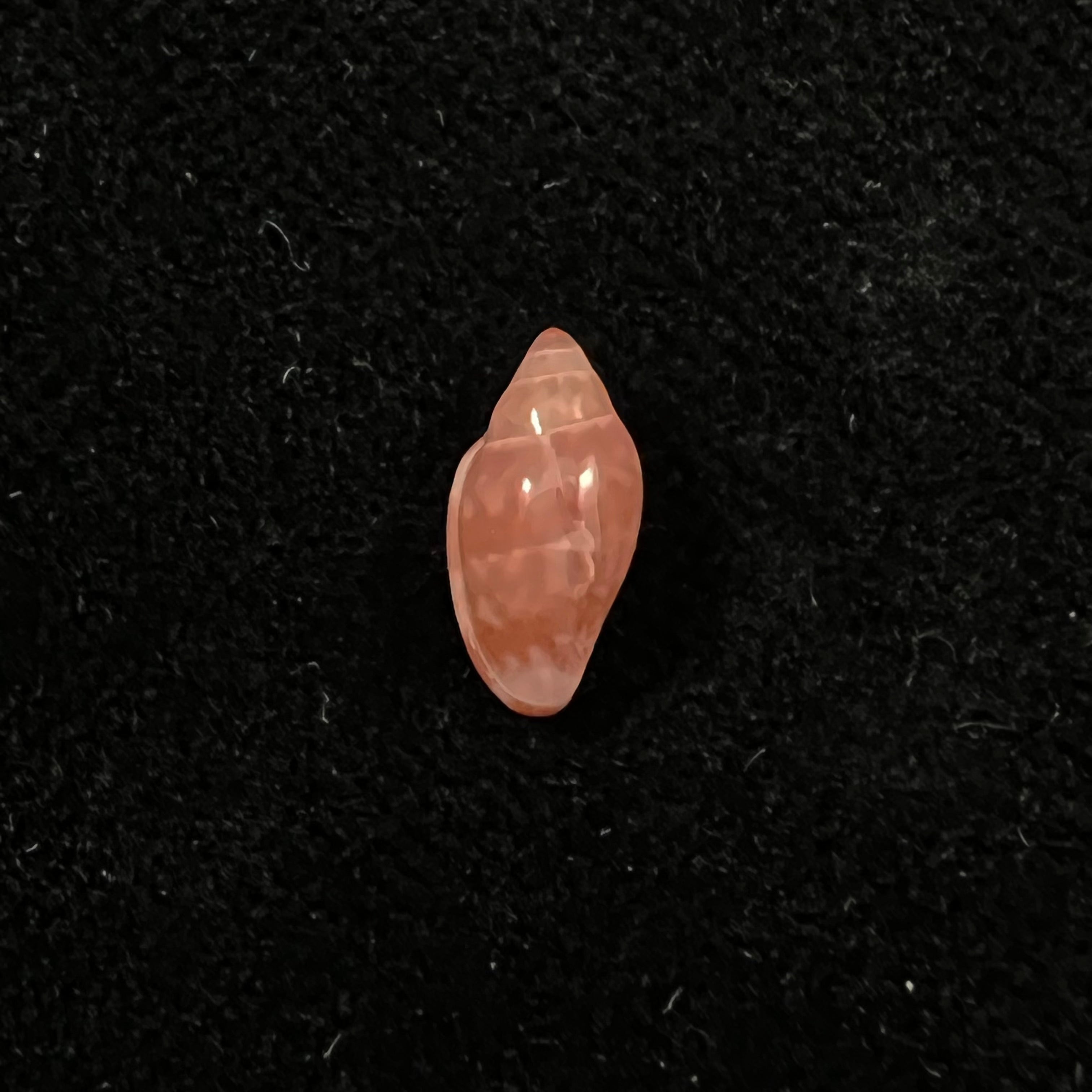 Marginella purpurea Cossignani, 2006 - 10,4mm