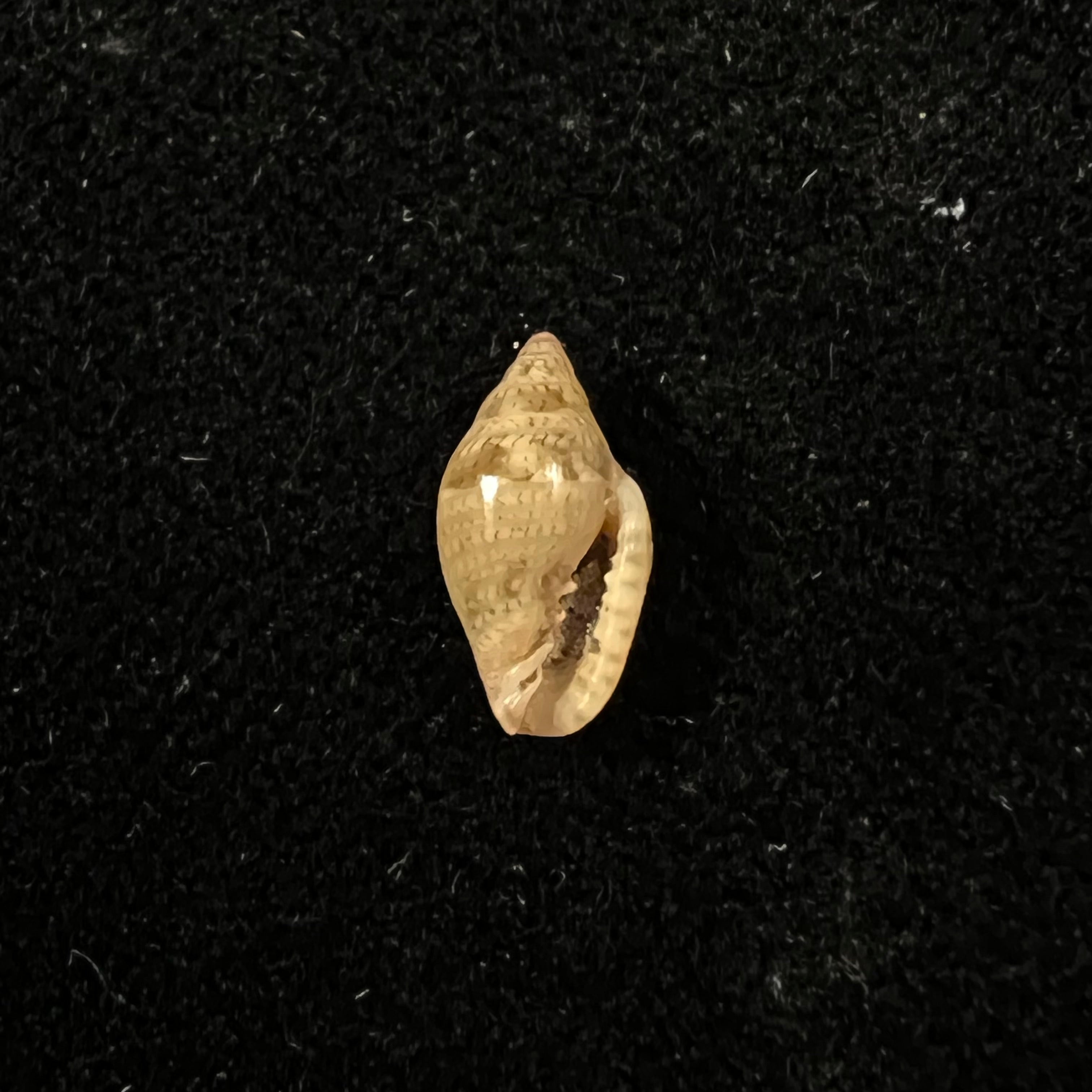 Marginella luculenta Gofas & F. Fernandes, 1994 - 9,9mm