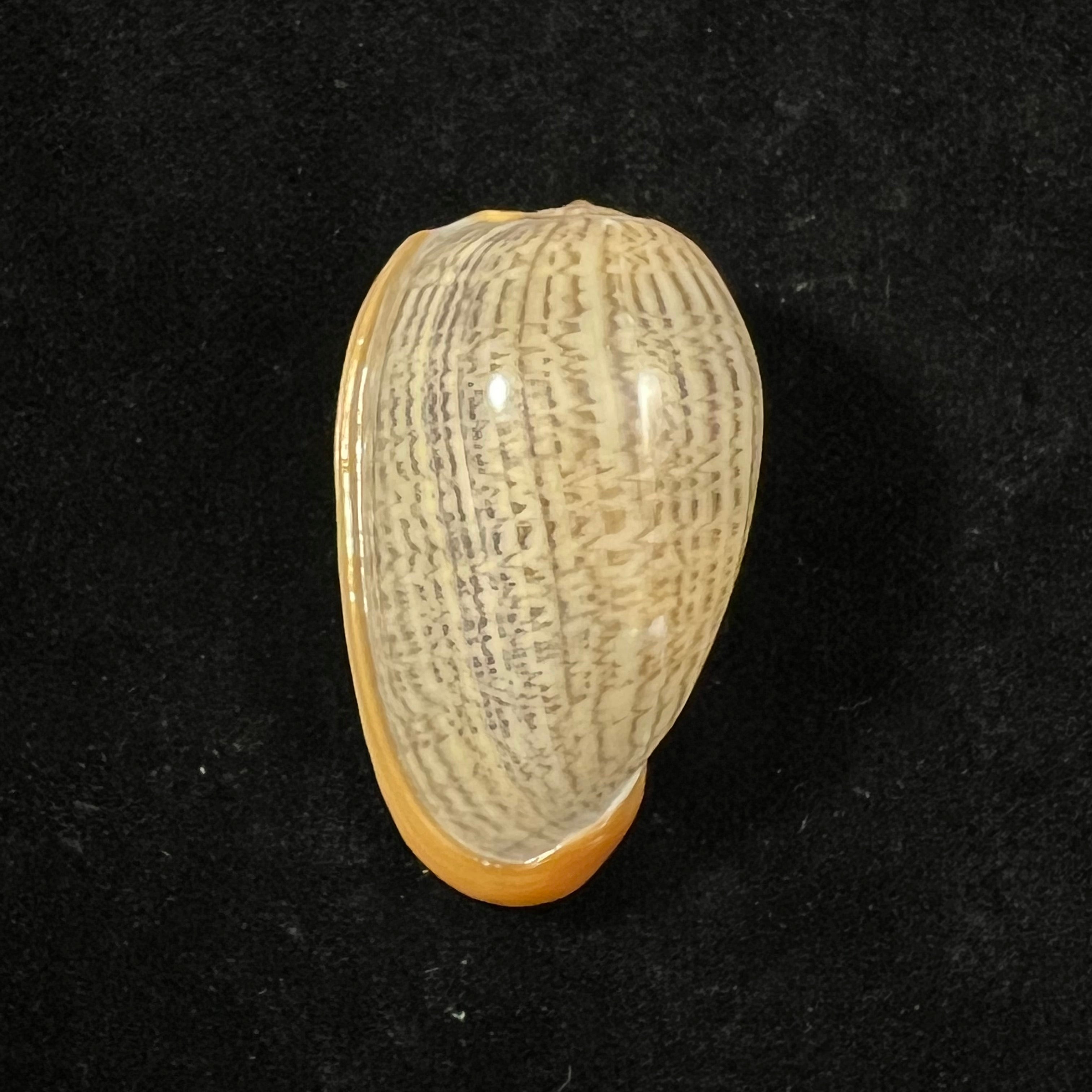 Cryptospira strigata (Dillwyn, 1817) - 38,3mm