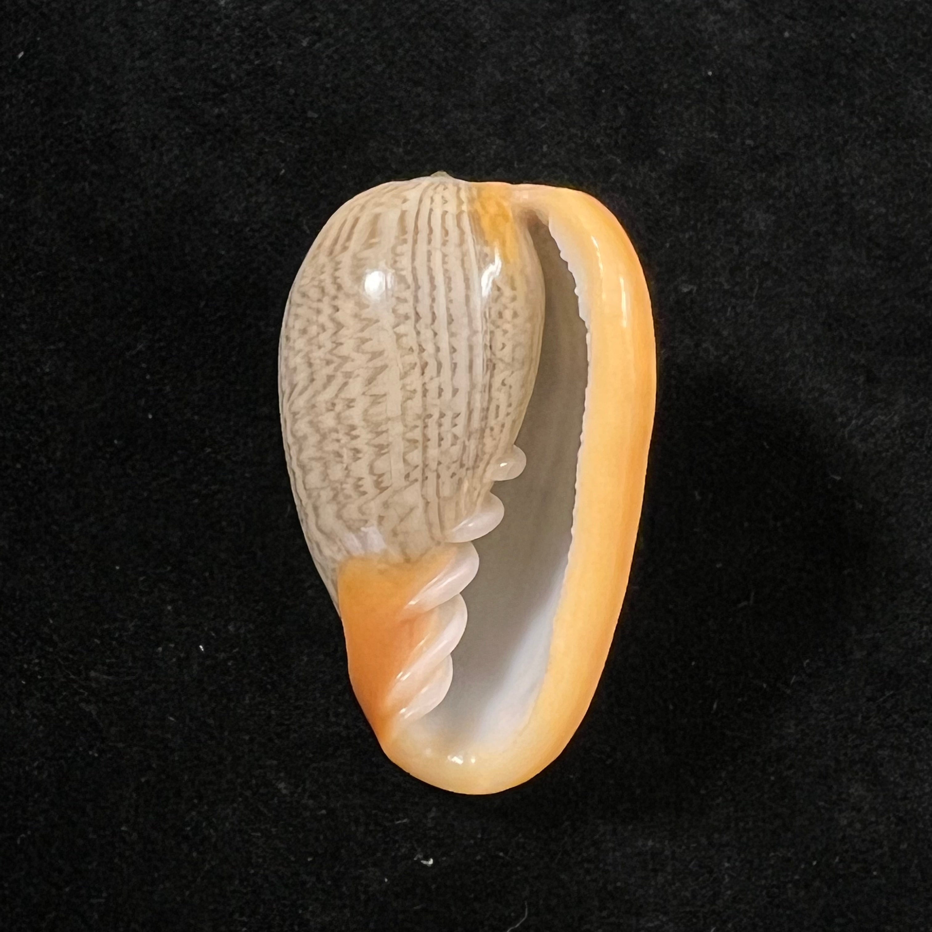 Cryptospira strigata (Dillwyn, 1817) - 38,3mm