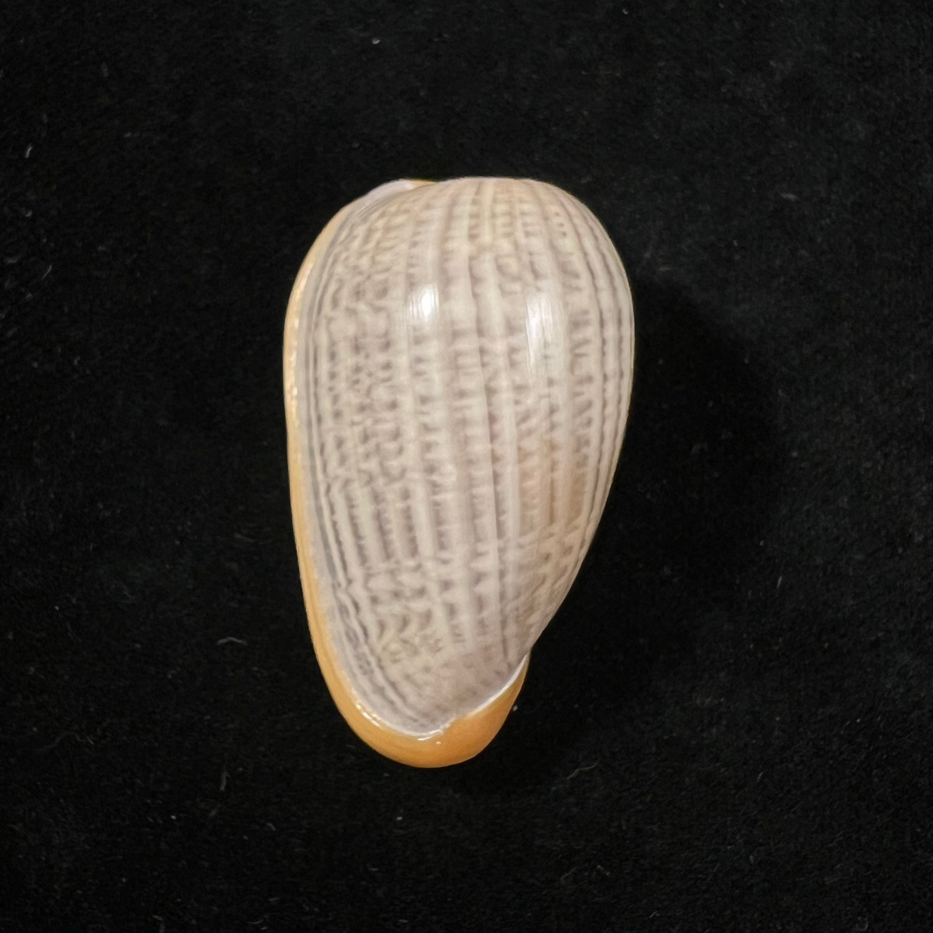 Cryptospira strigata (Dillwyn, 1817) - 41,7mm