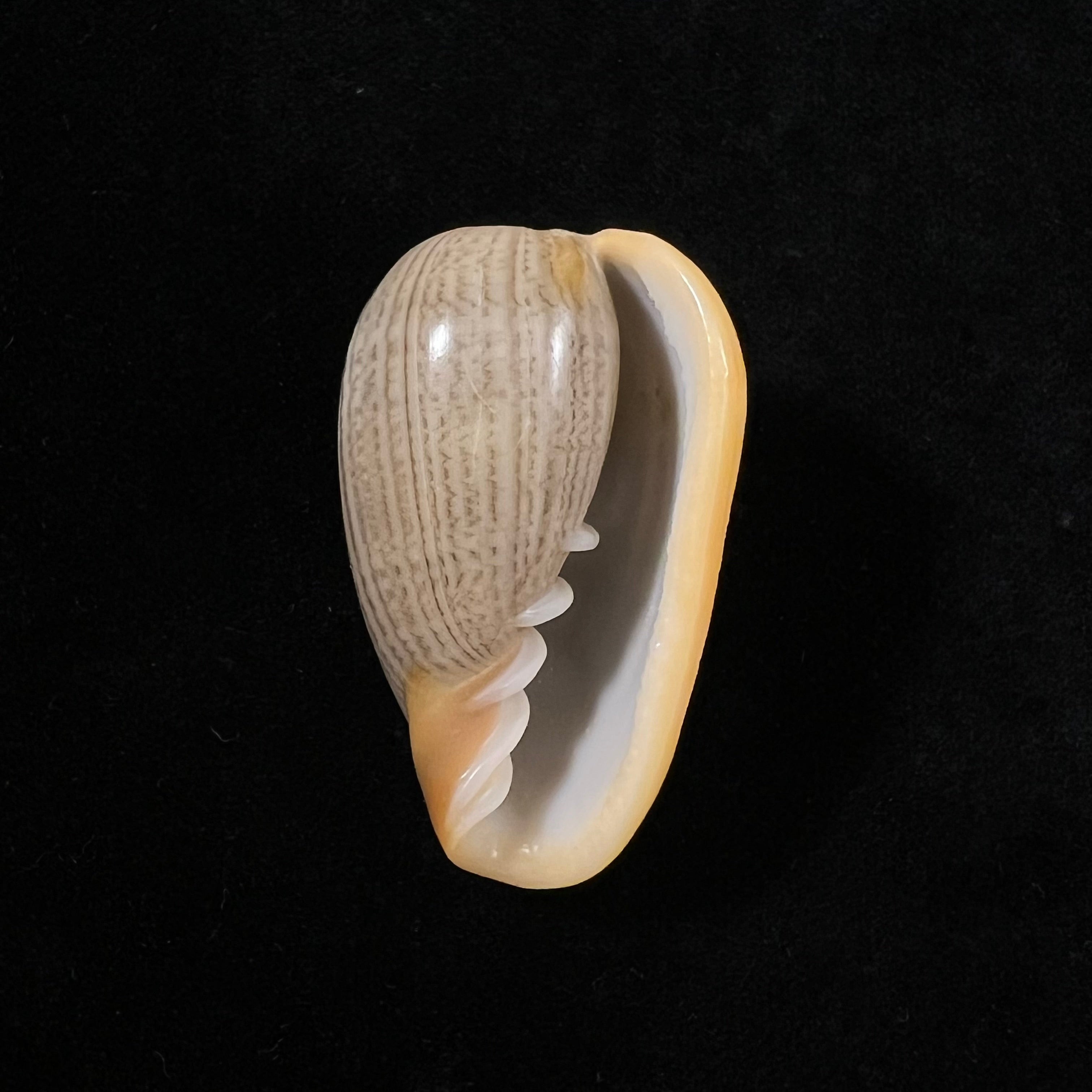 Cryptospira strigata (Dillwyn, 1817) - 41,7mm