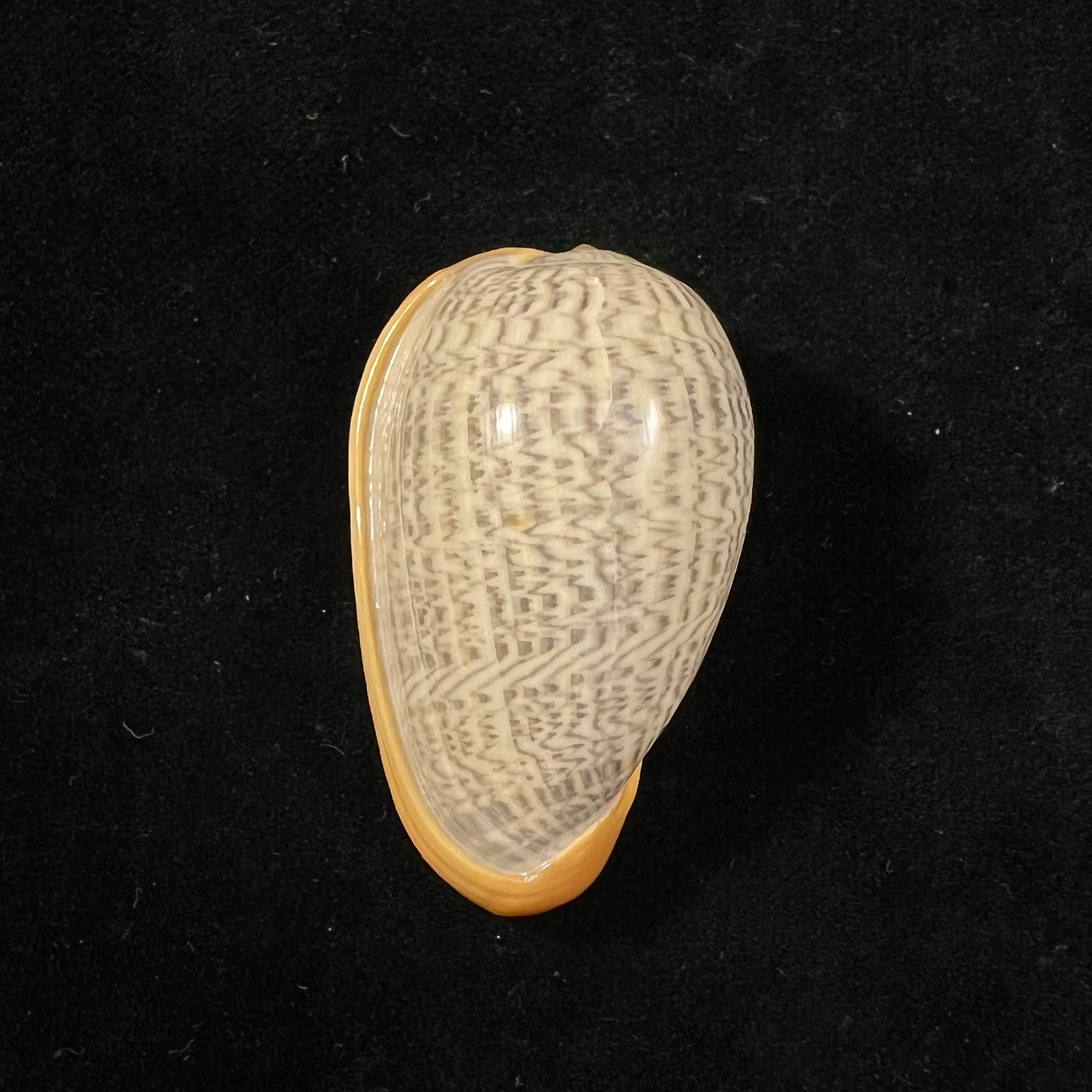 Cryptospira strigata (Dillwyn, 1817) - 41,5mm