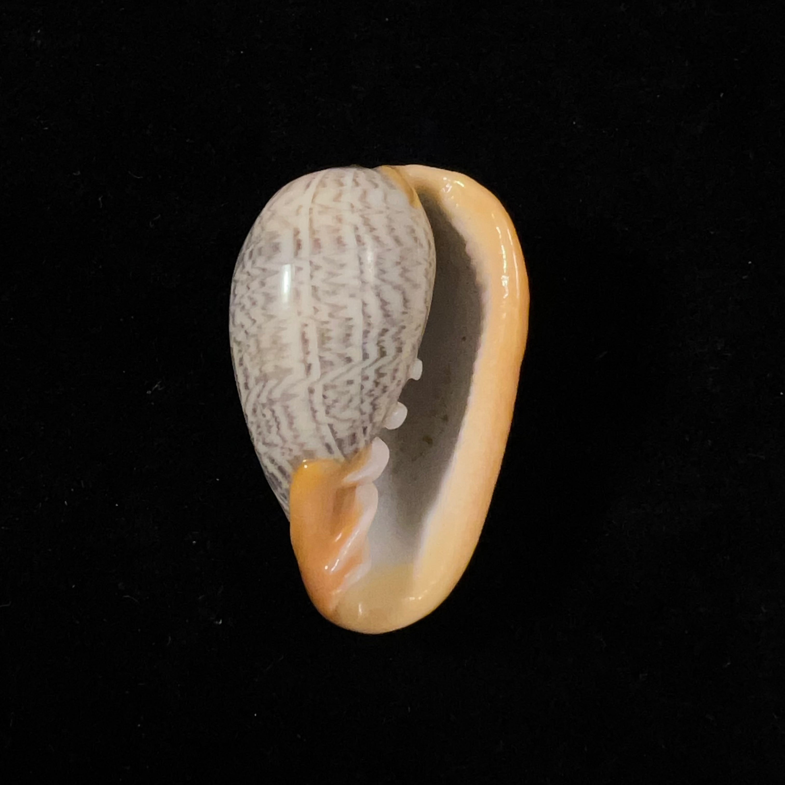 Cryptospira strigata (Dillwyn, 1817) - 41,5mm