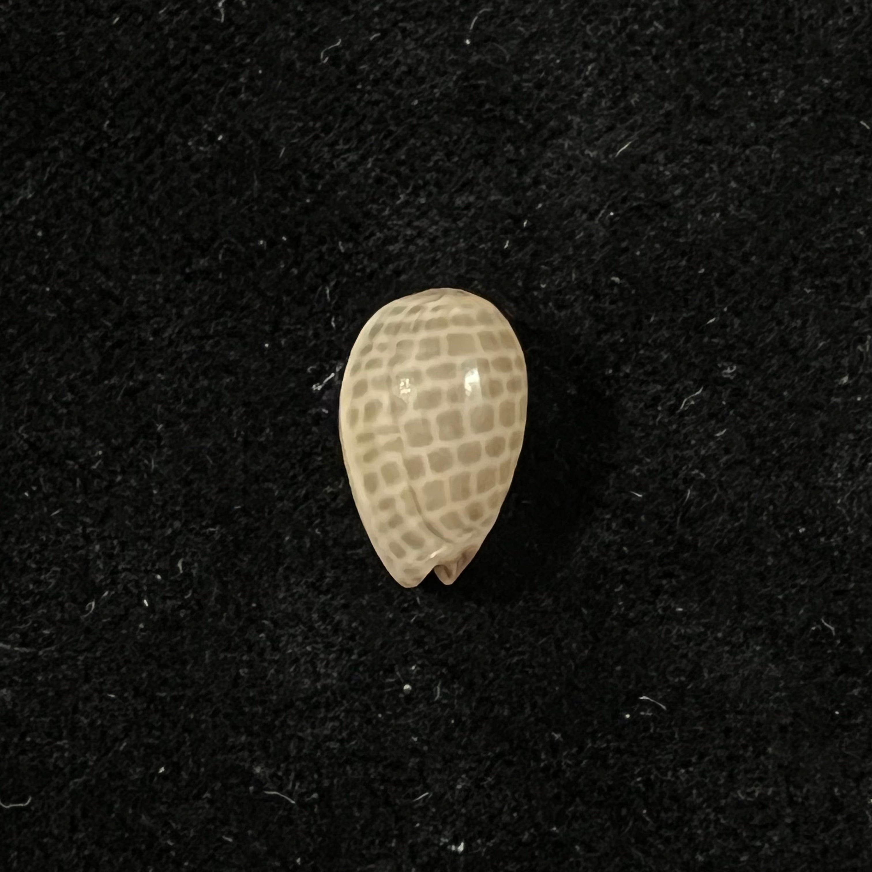 Persicula accola B. Roth & Coan, 1968 - 14,4mm