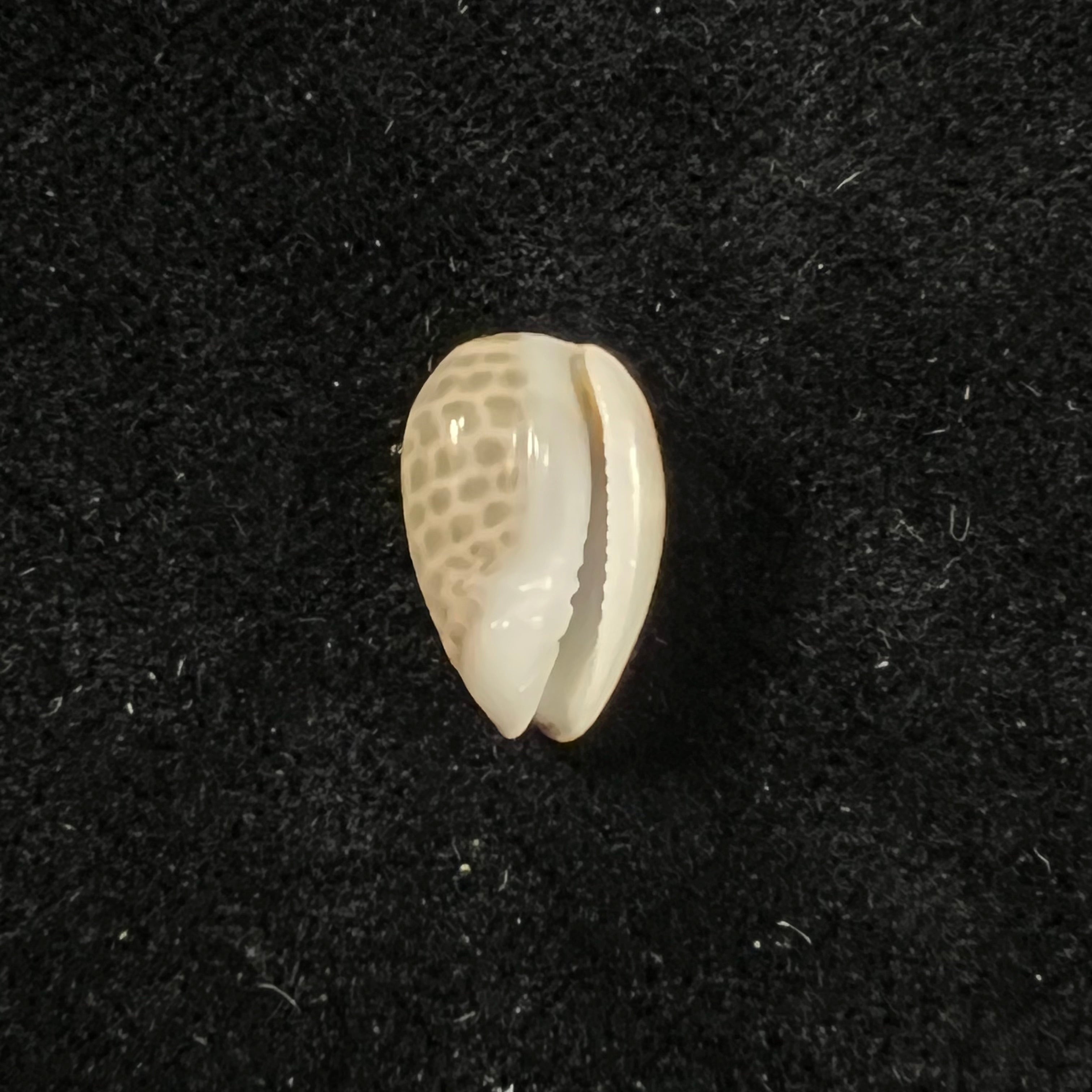 Persicula accola B. Roth & Coan, 1968 - 14,4mm