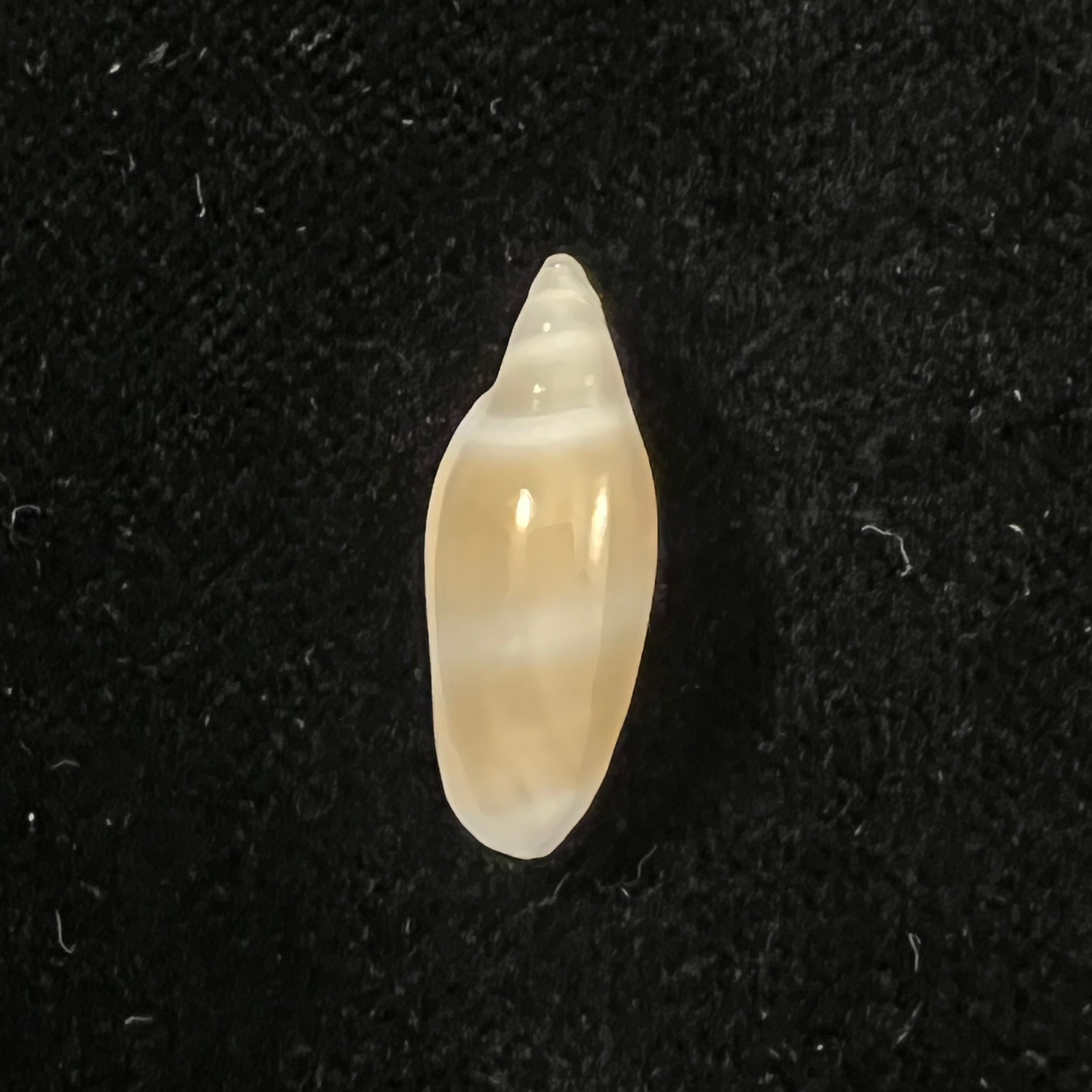 Volvarina warrenii (Marrat, 1876) - 20,1mm