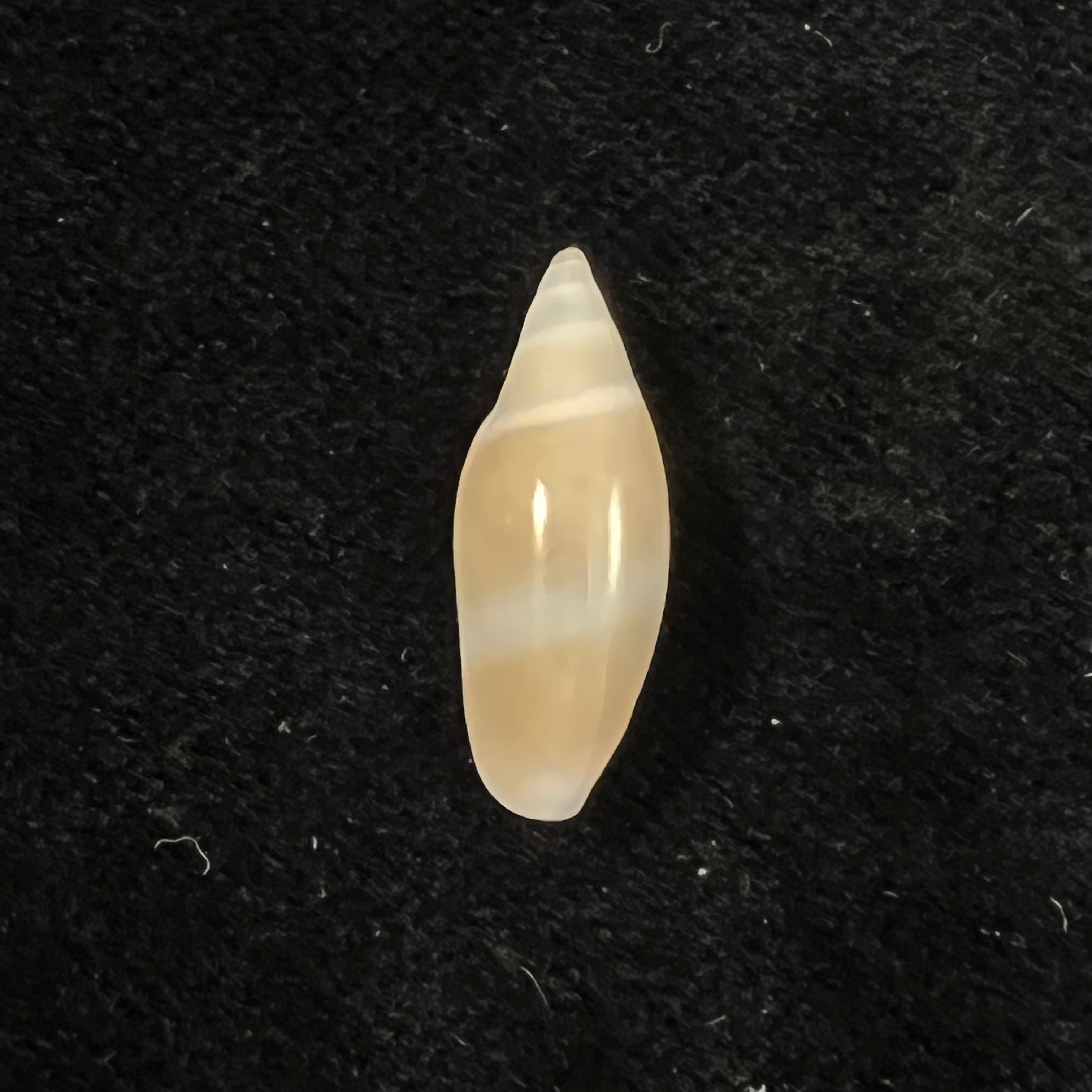 Volvarina warrenii (Marrat, 1876) - 20mm