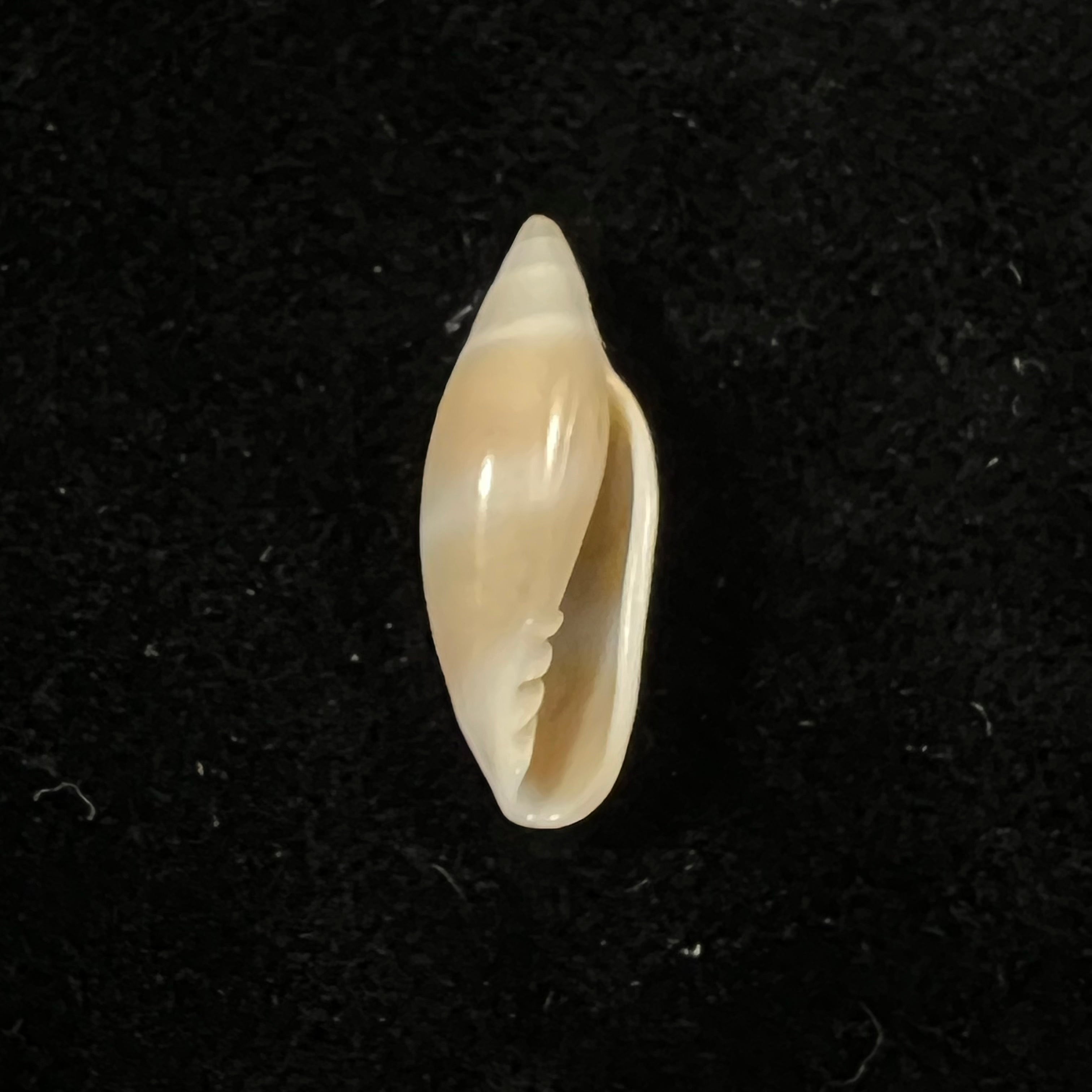 Volvarina warrenii (Marrat, 1876) - 20mm