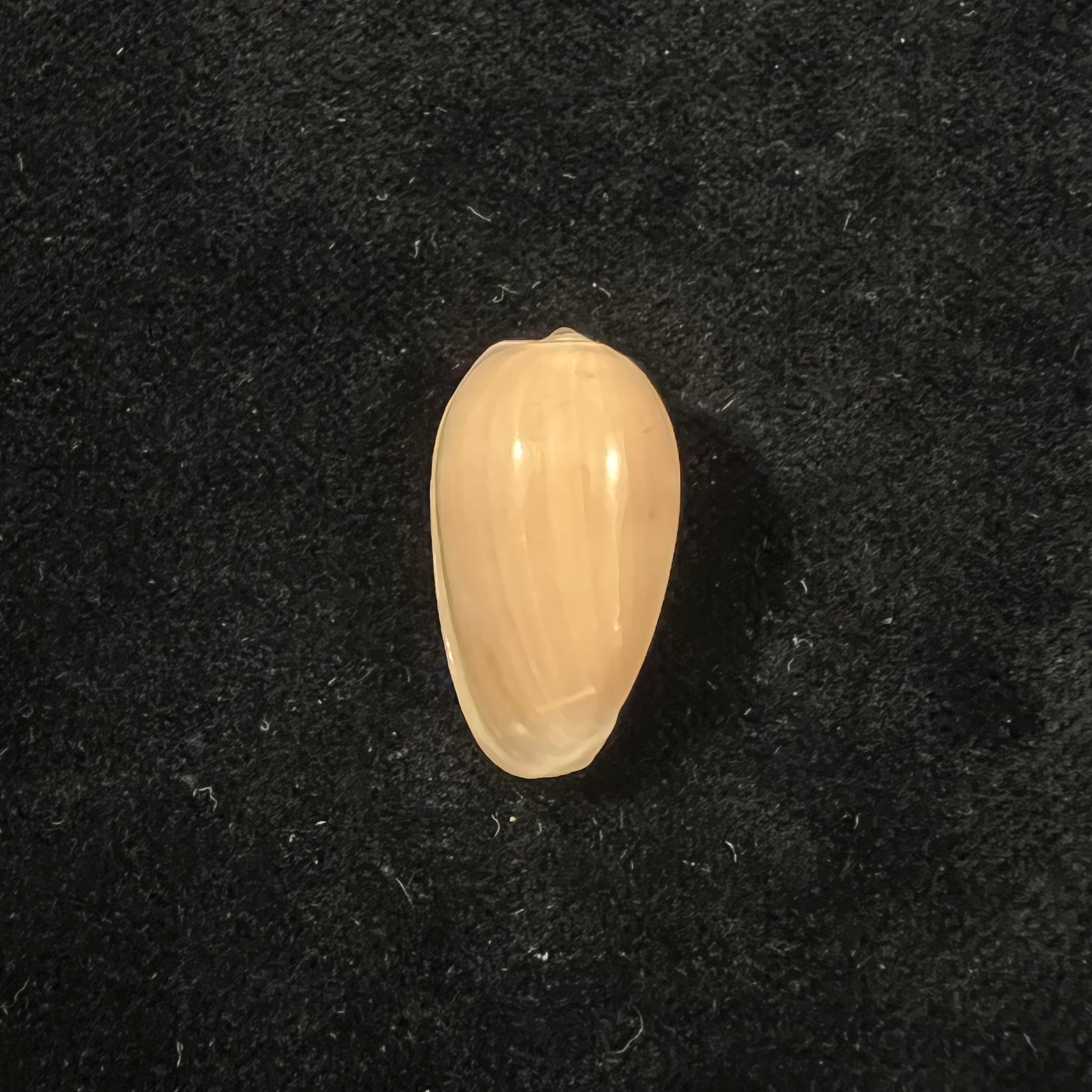 Prunum martini (Petit, 1853) - 26,5mm