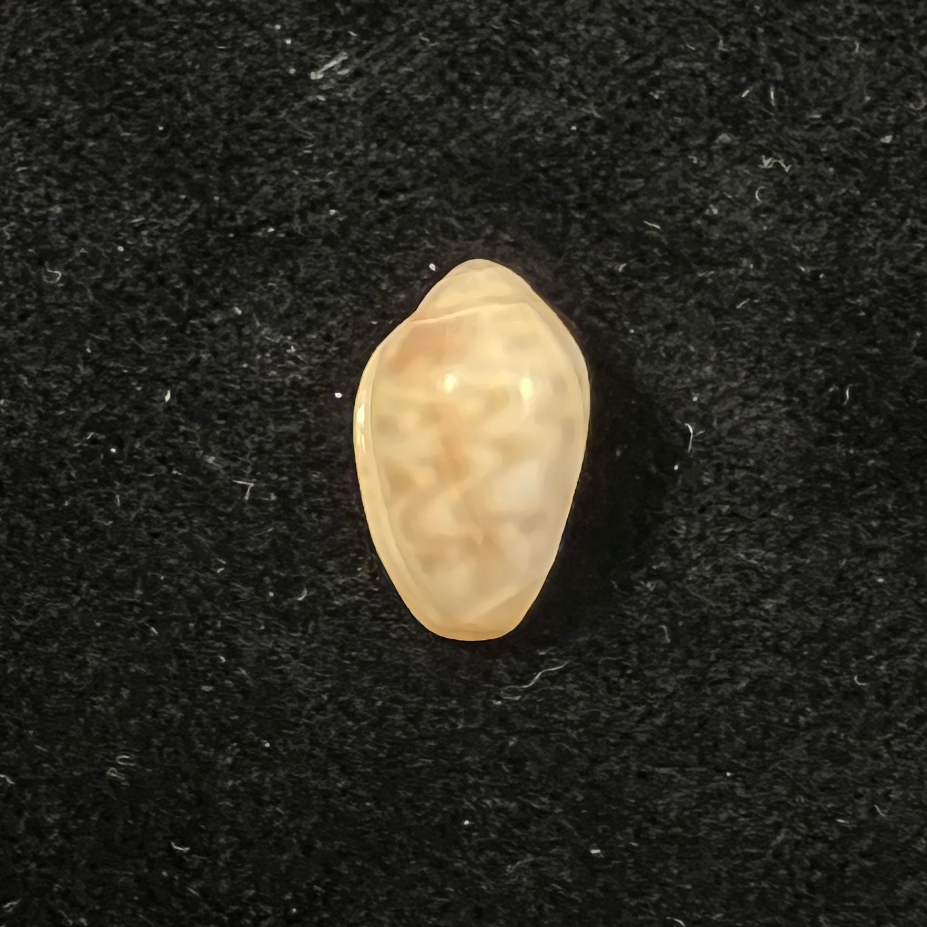 Prunum fulminatum (Kiener, 1841) - 15,5mm