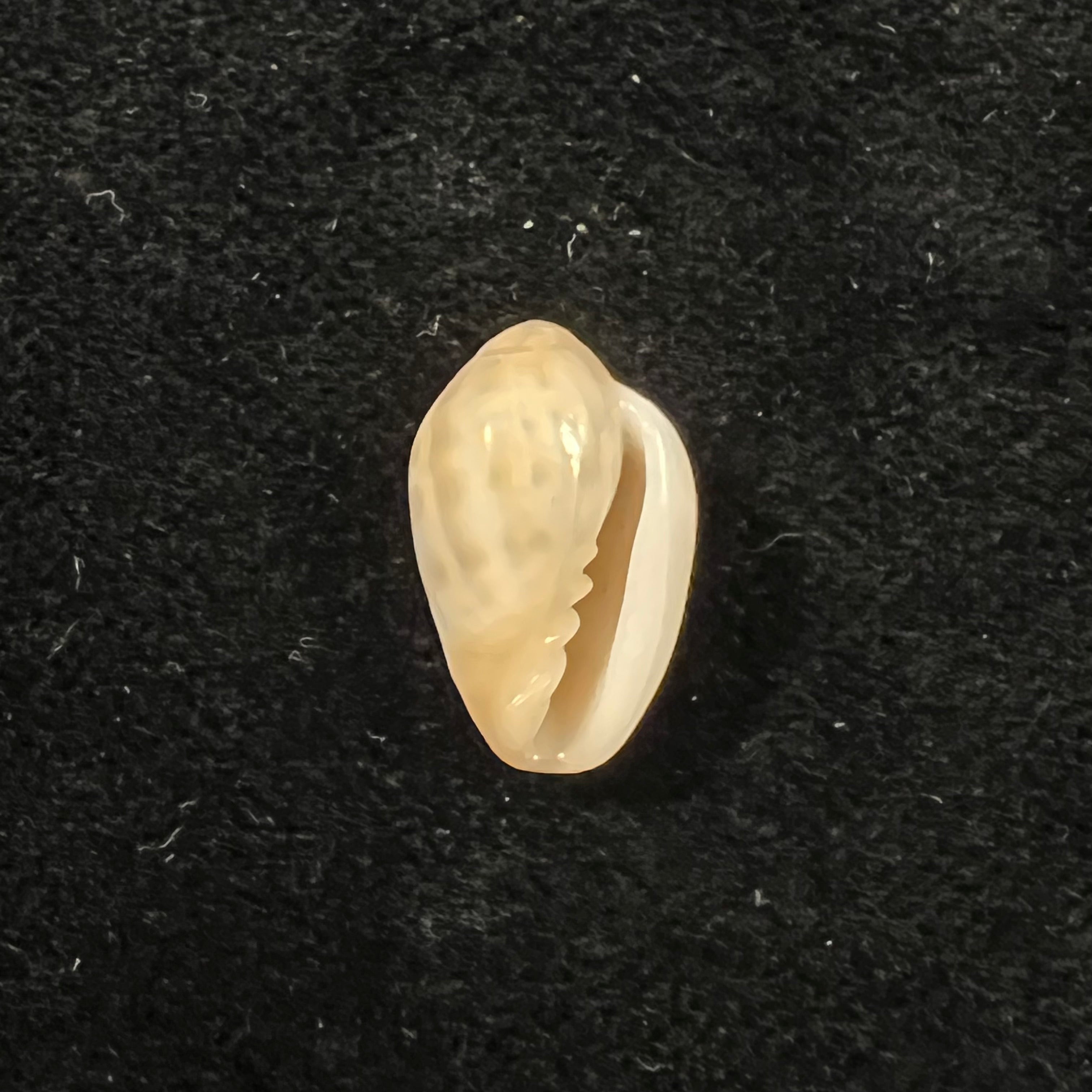 Prunum fulminatum (Kiener, 1841) - 15,5mm