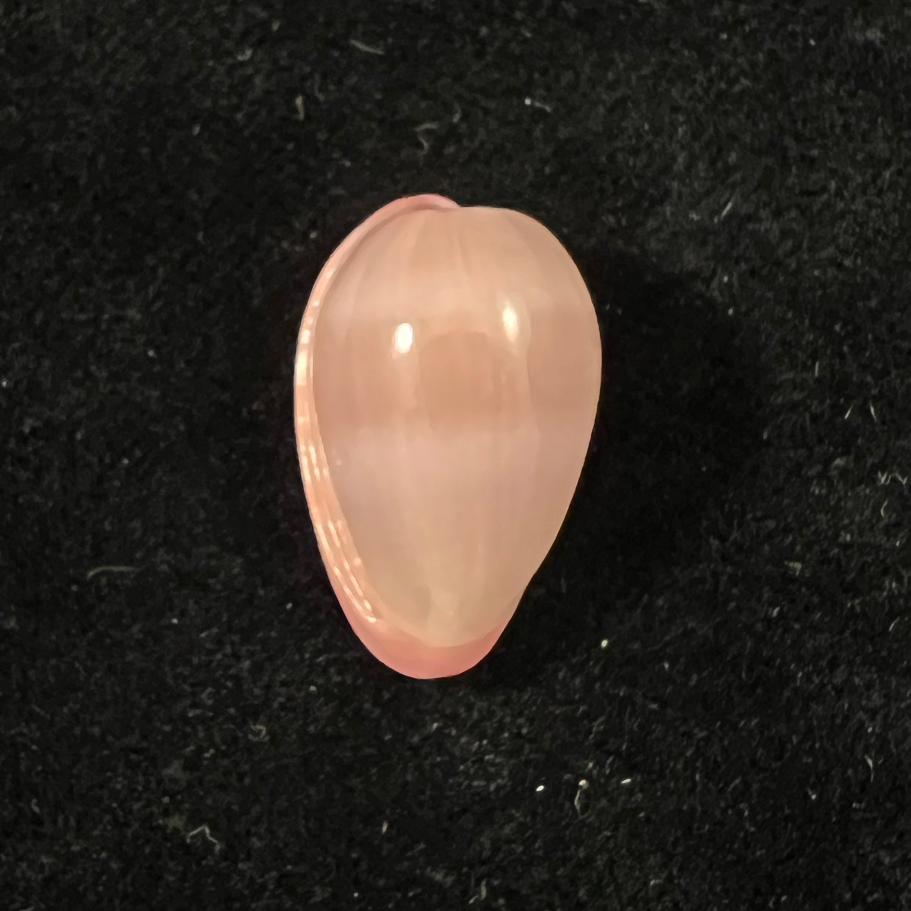 Bullata lilacina (G. B. Sowerby II, 1846) - 23,1mm