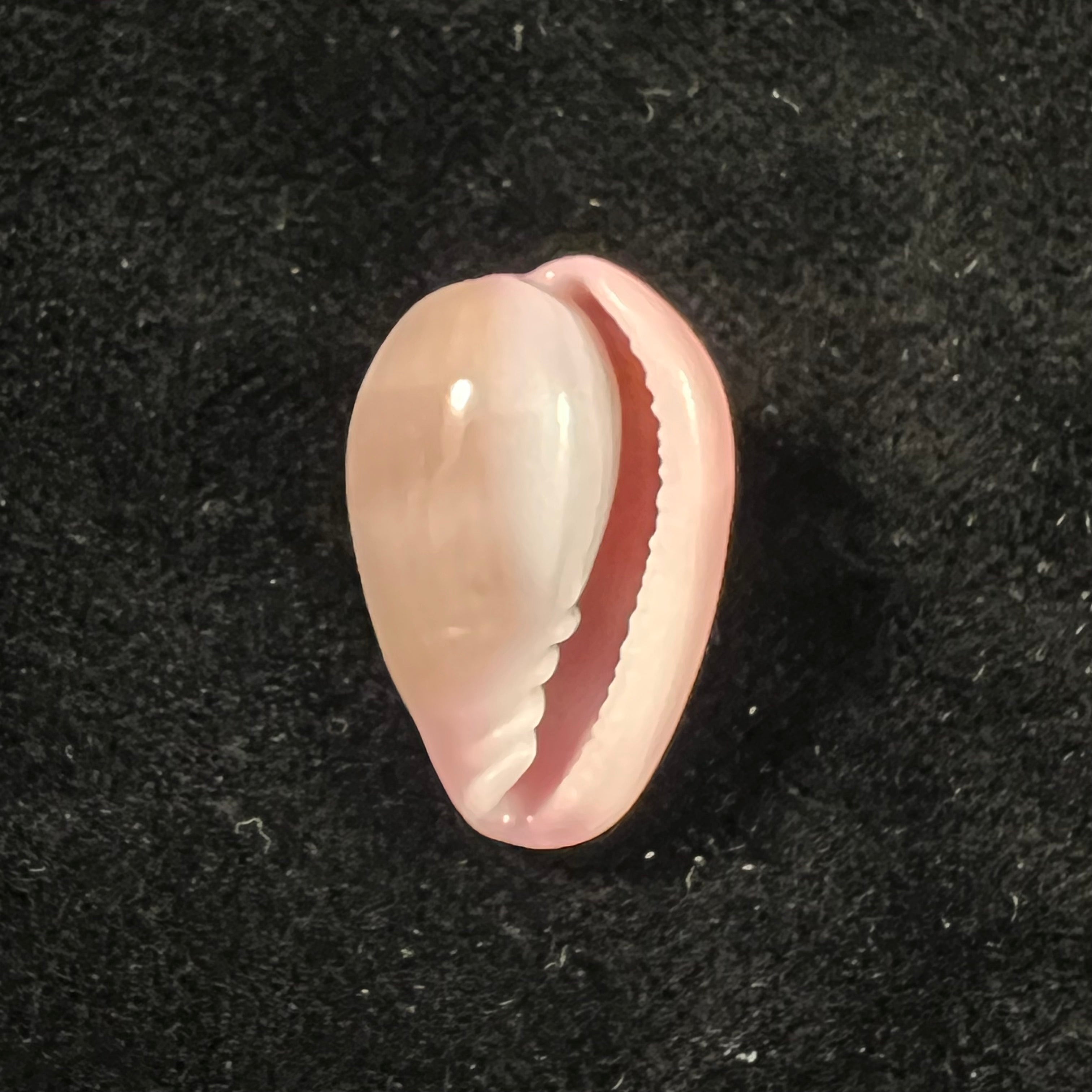 Bullata lilacina (G. B. Sowerby II, 1846) - 23,1mm