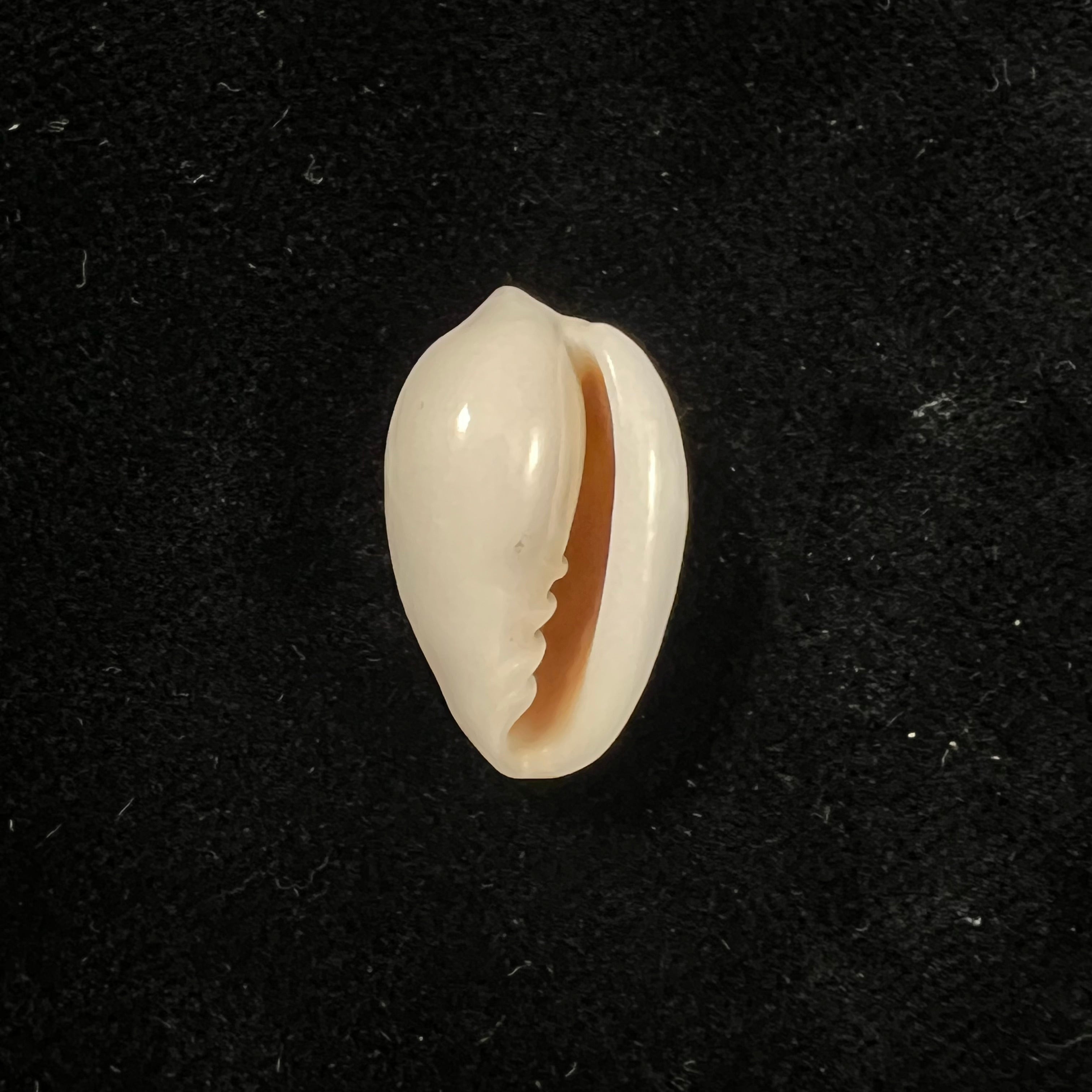 Prunum marginatum (Born, 1778) - 21,1mm