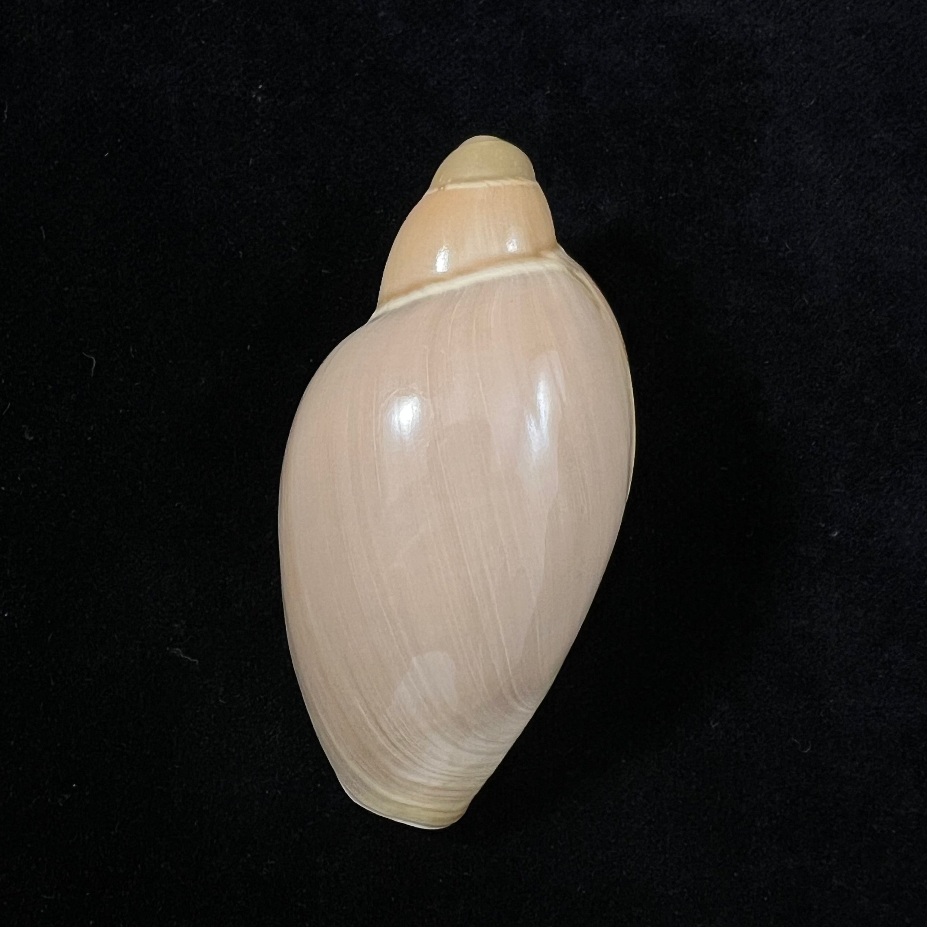 Marginellona gigas Martens, 1904 - 58,8mm