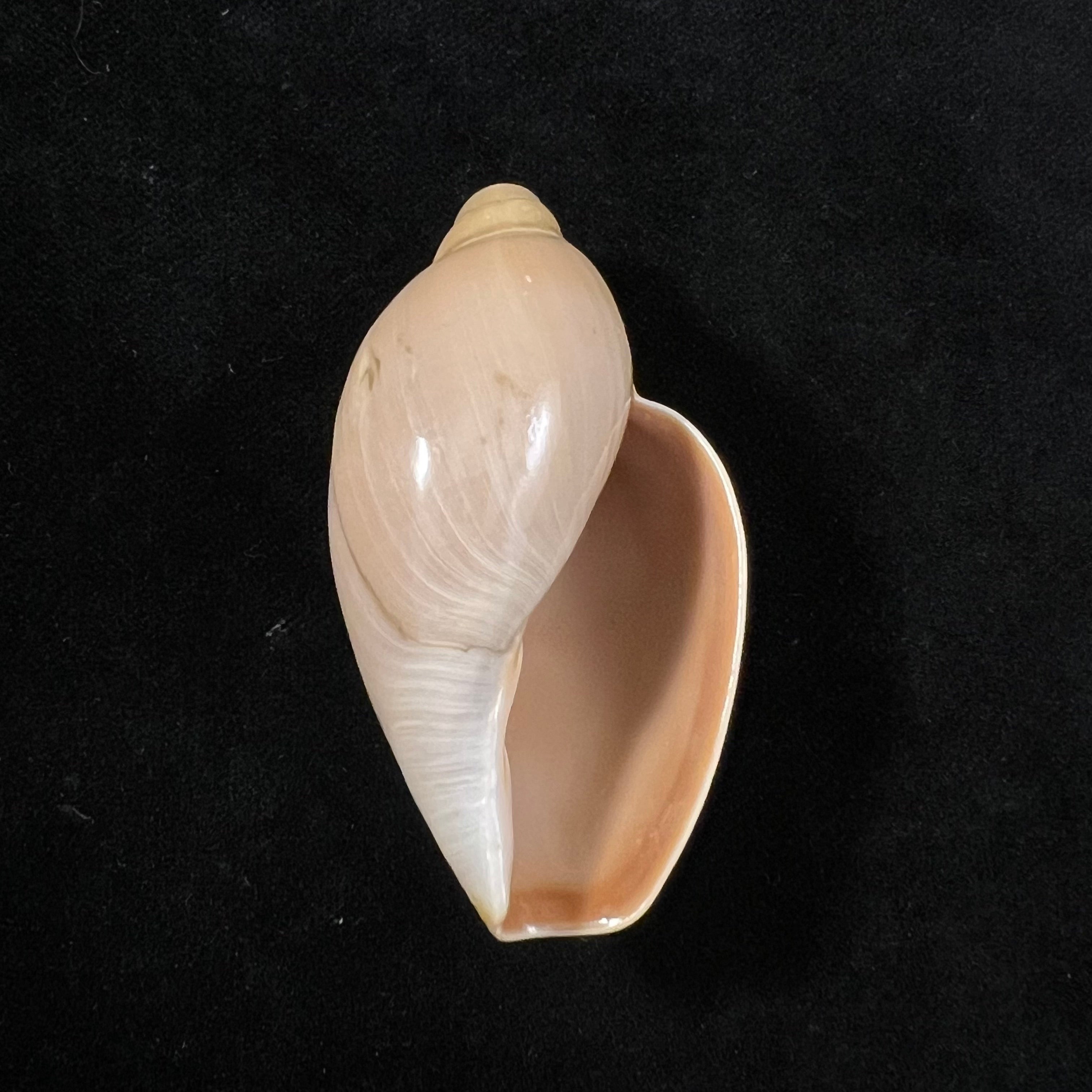 Marginellona gigas Martens, 1904 - 58,8mm