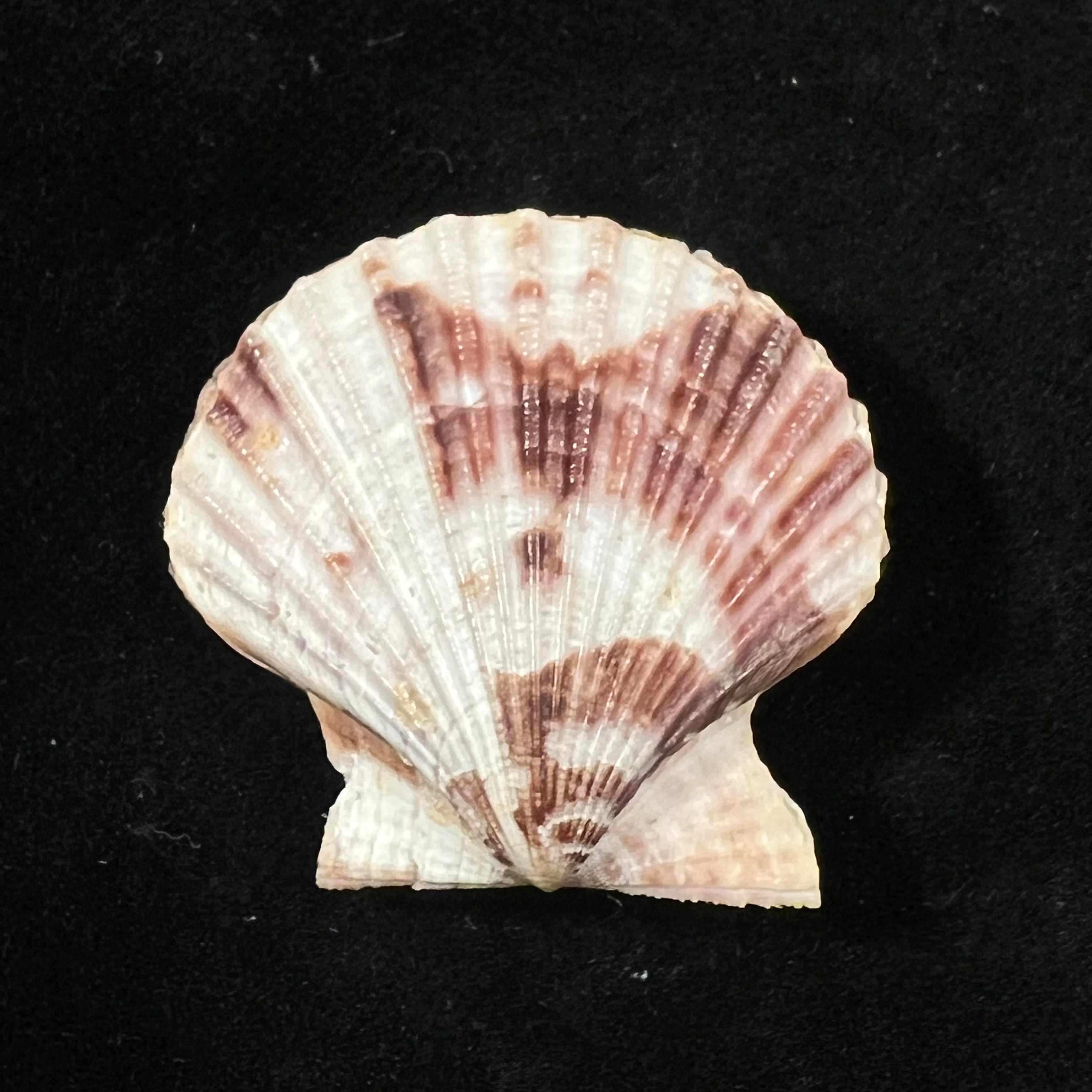 Volachlamys fultoni (G. B. Sowerby III, 1904) - 30,5mm