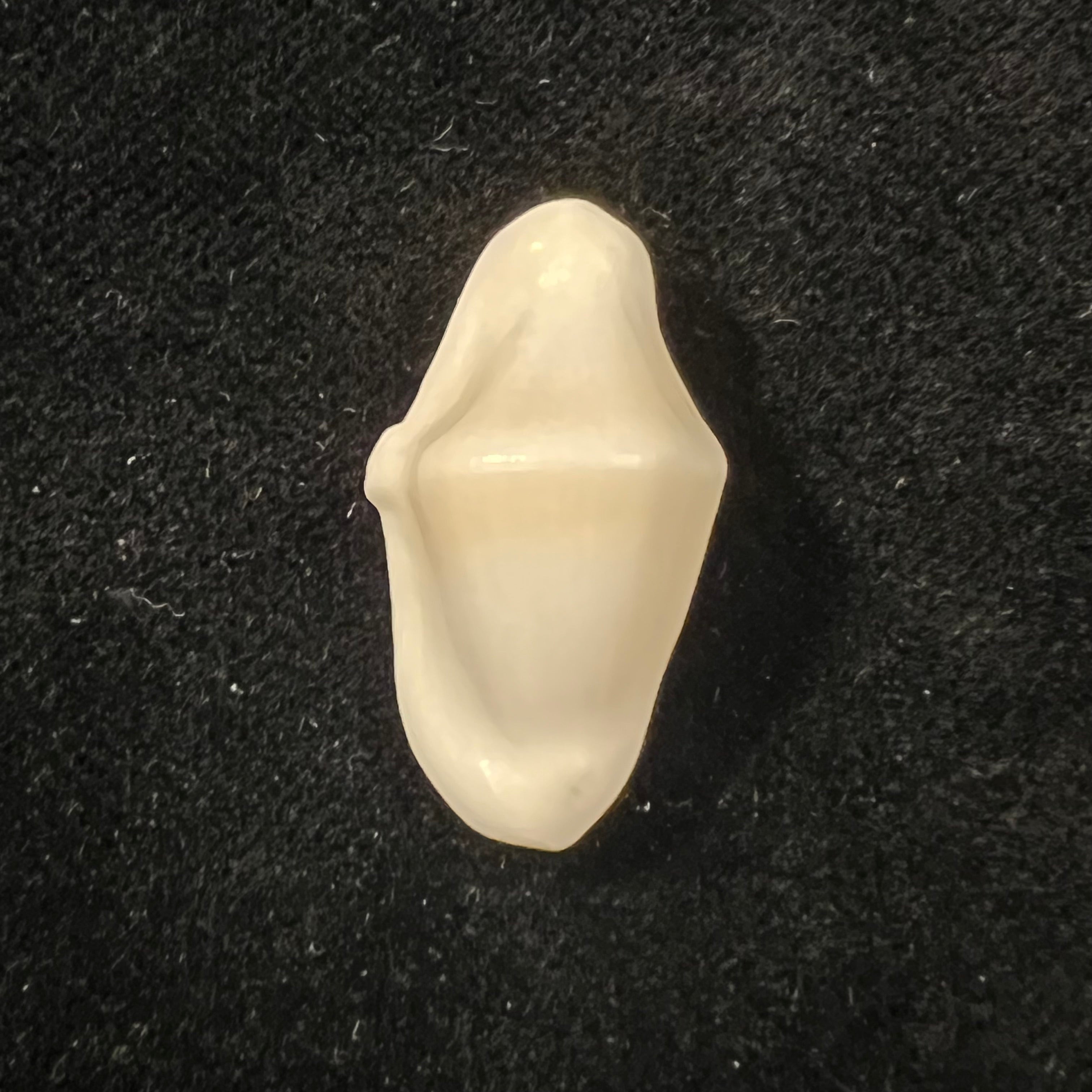 Cyphoma macumba Petuch, 1979 - 26,2mm