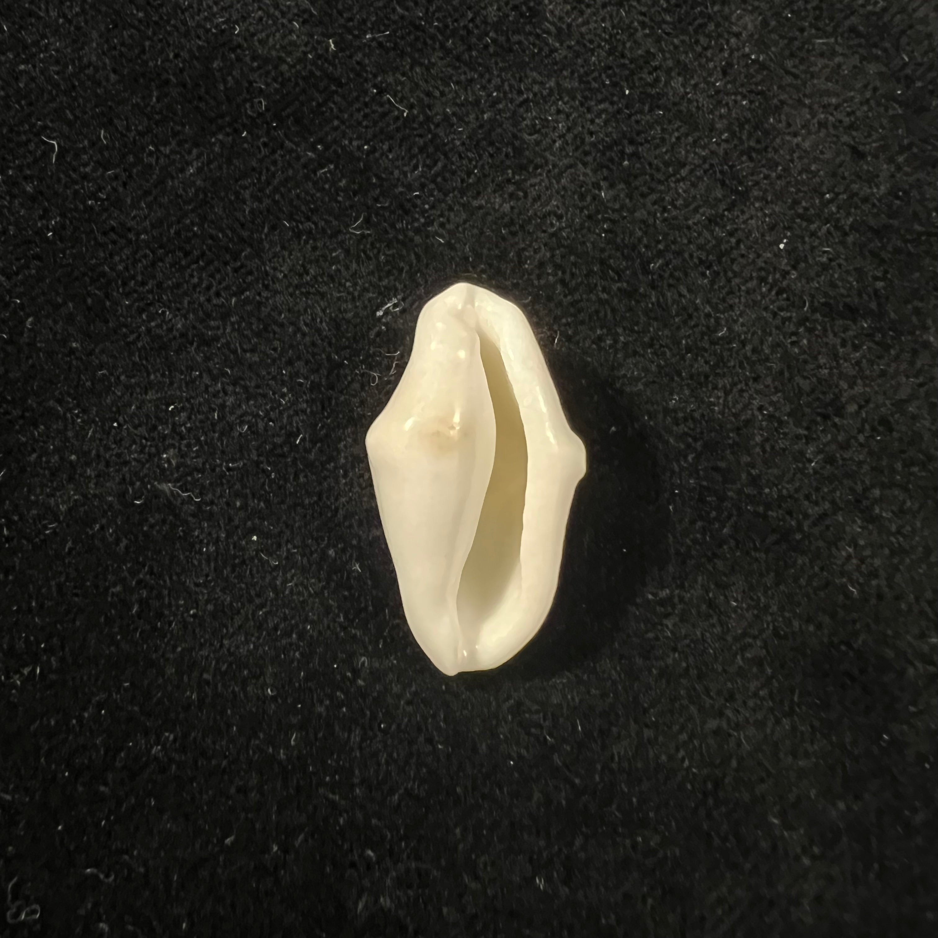 Cyphoma macumba Petuch, 1979 - 26,2mm