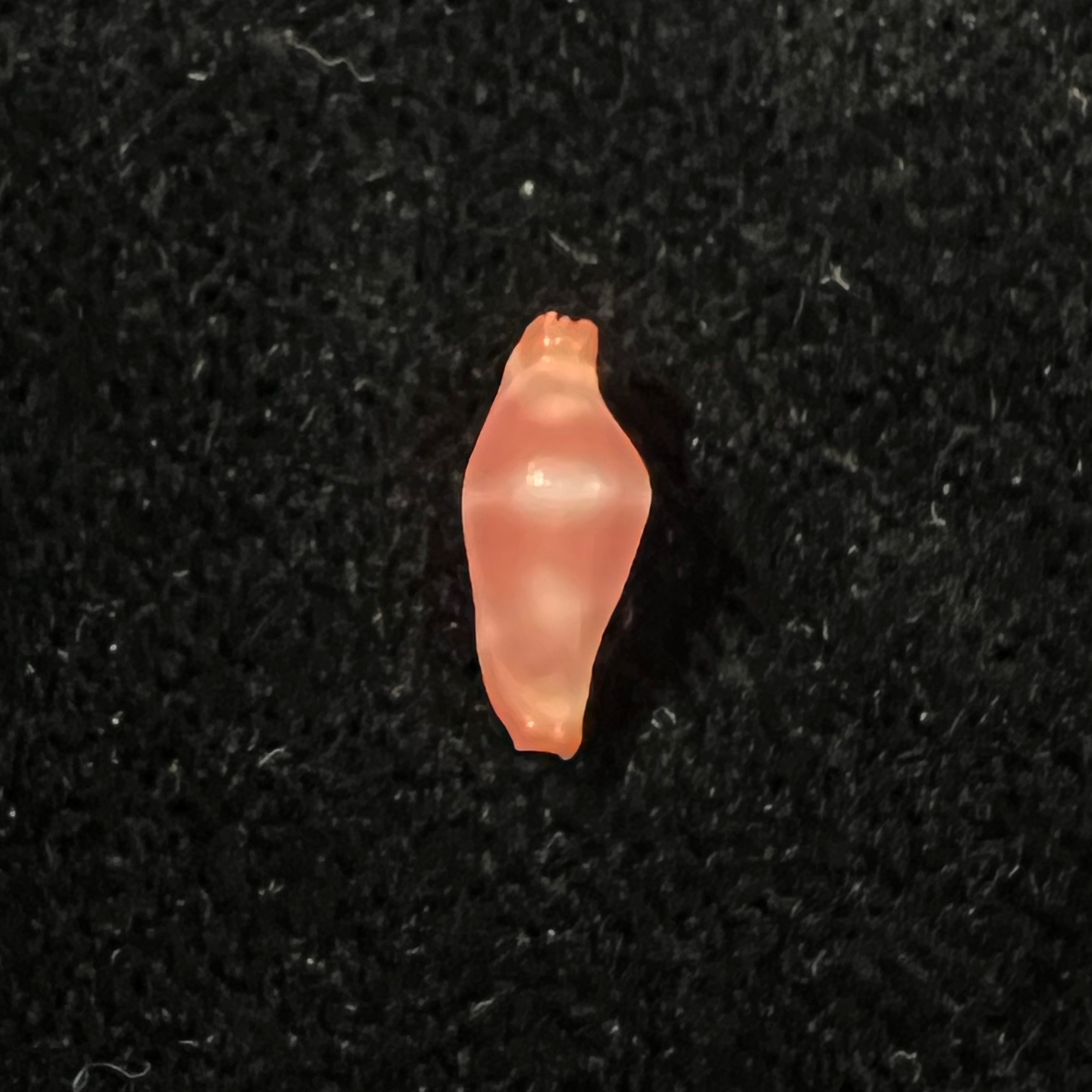 Crenavolva striatula (G. B. Sowerby I, 1828) - 10mm