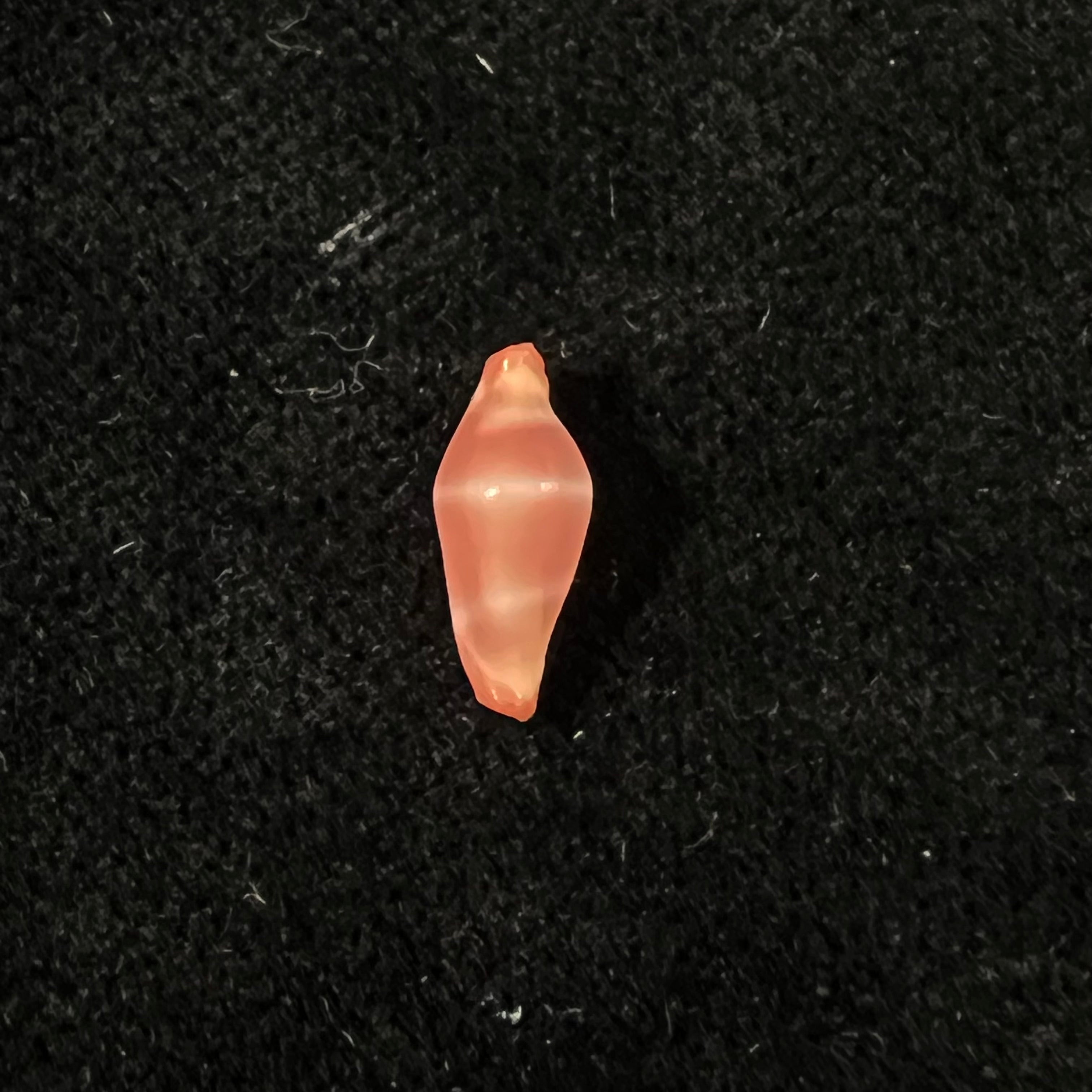 Crenavolva striatula (G. B. Sowerby I, 1828) - 10,8mm