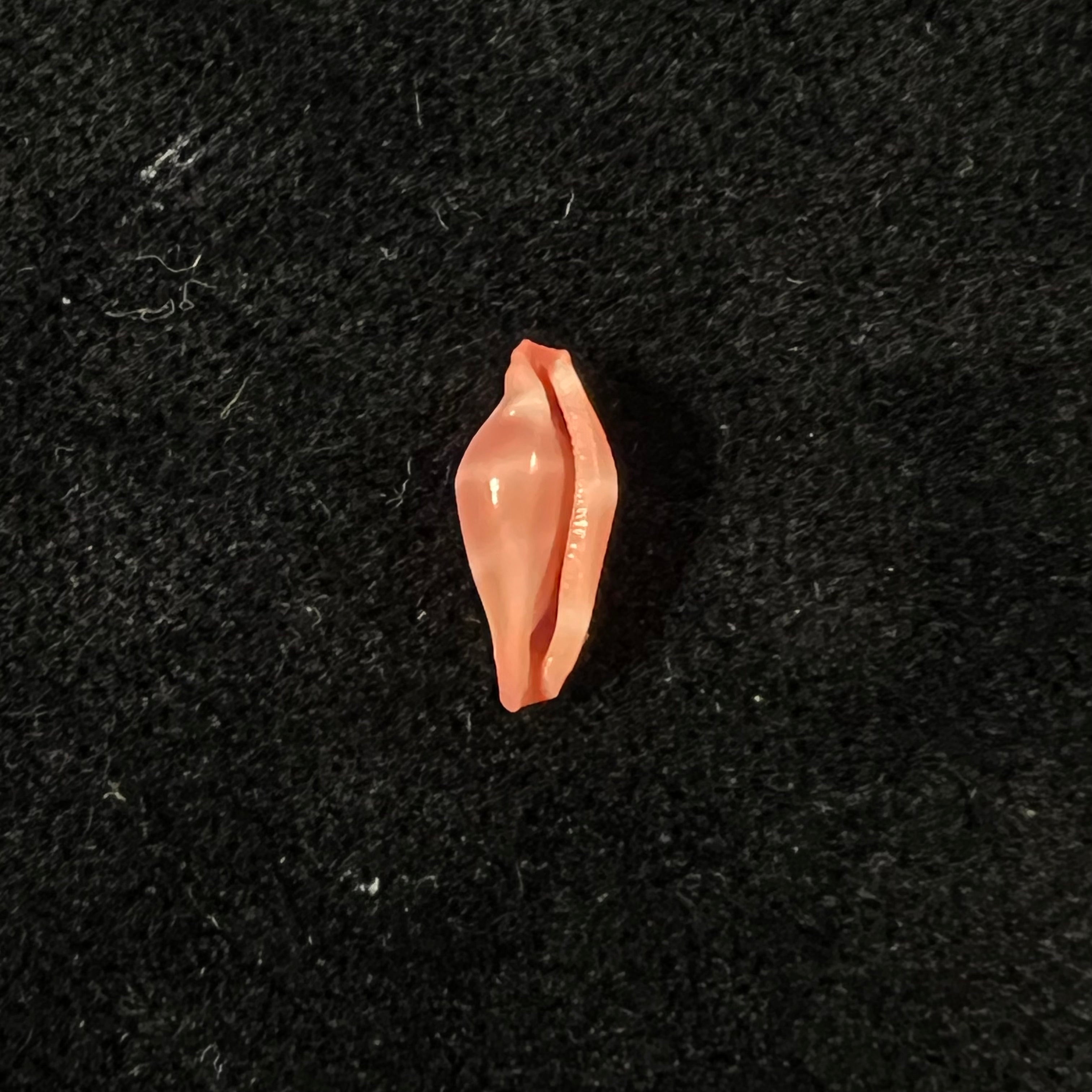 Crenavolva striatula (G. B. Sowerby I, 1828) - 10,8mm