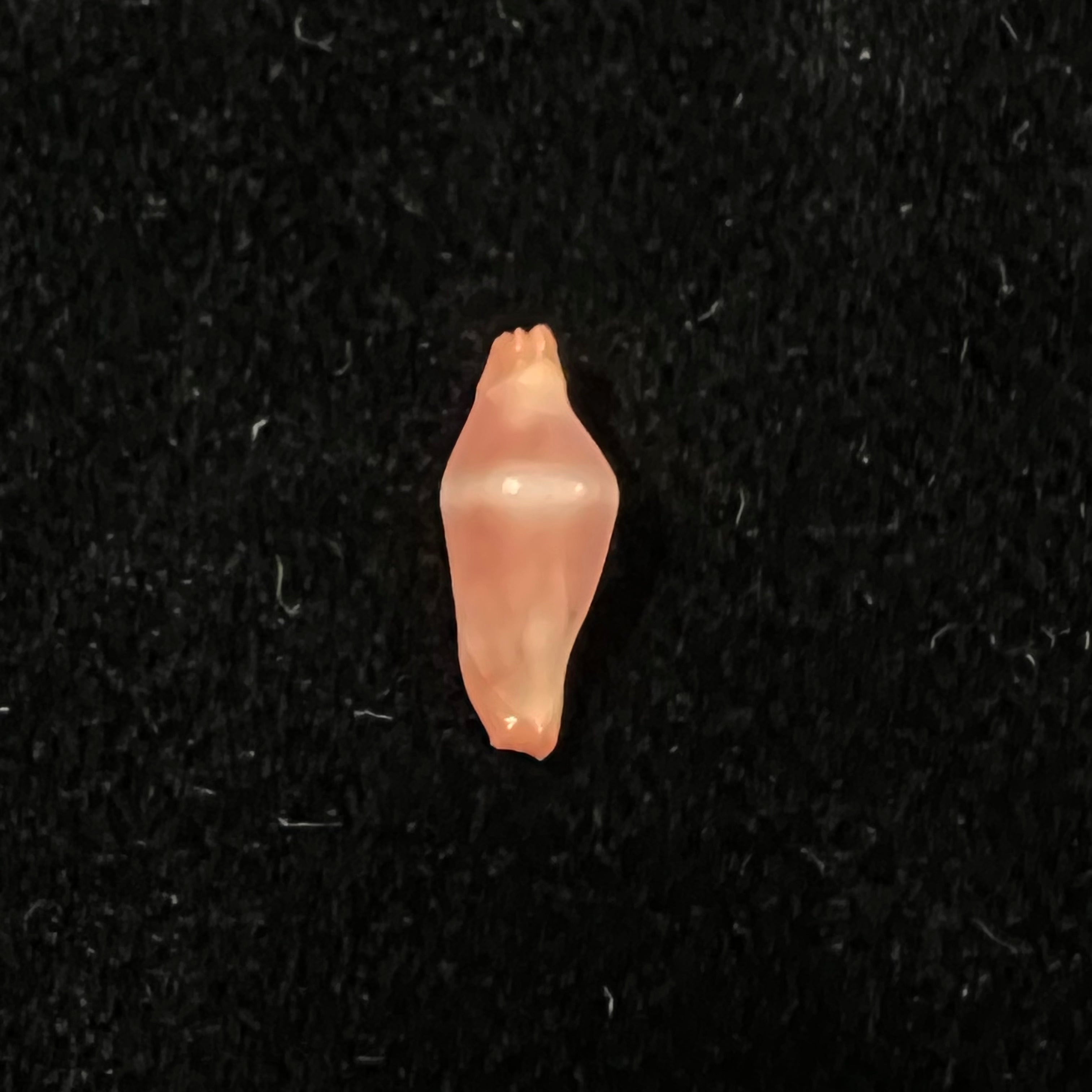 Crenavolva striatula (G. B. Sowerby I, 1828) - 11mm