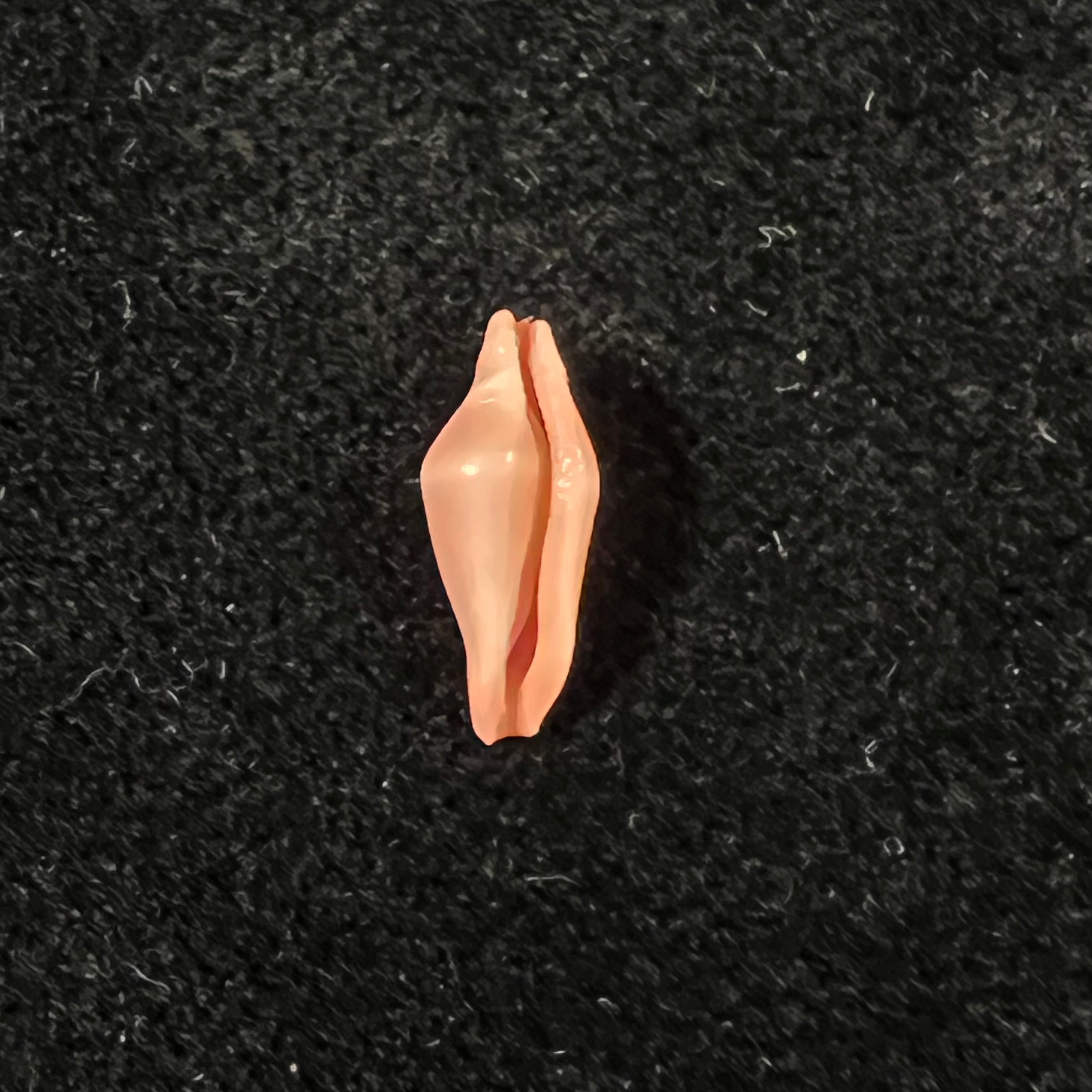 Crenavolva striatula (G. B. Sowerby I, 1828) - 11mm