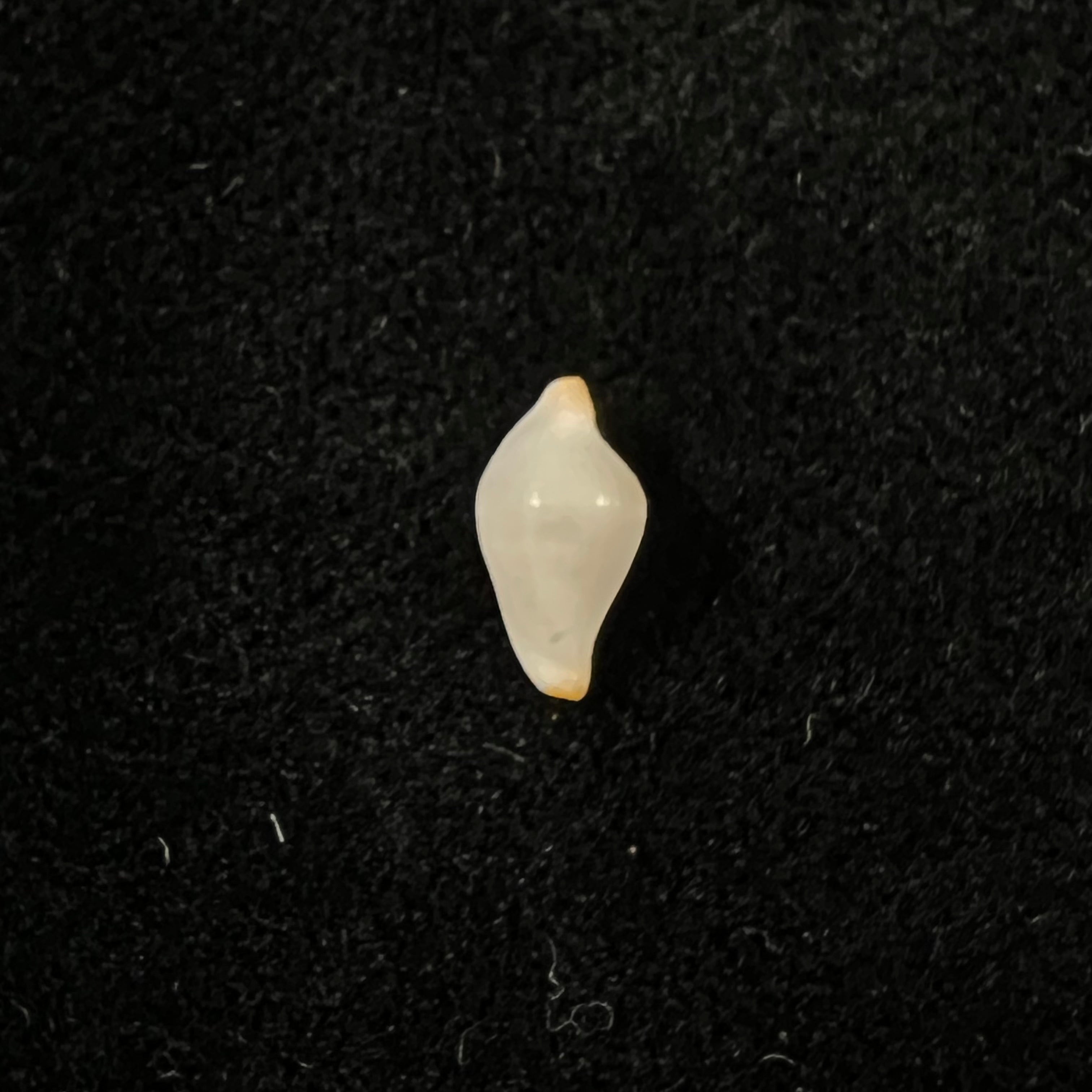 Primovula rosewateri (C. N. Cate, 1973) - 8,7mm