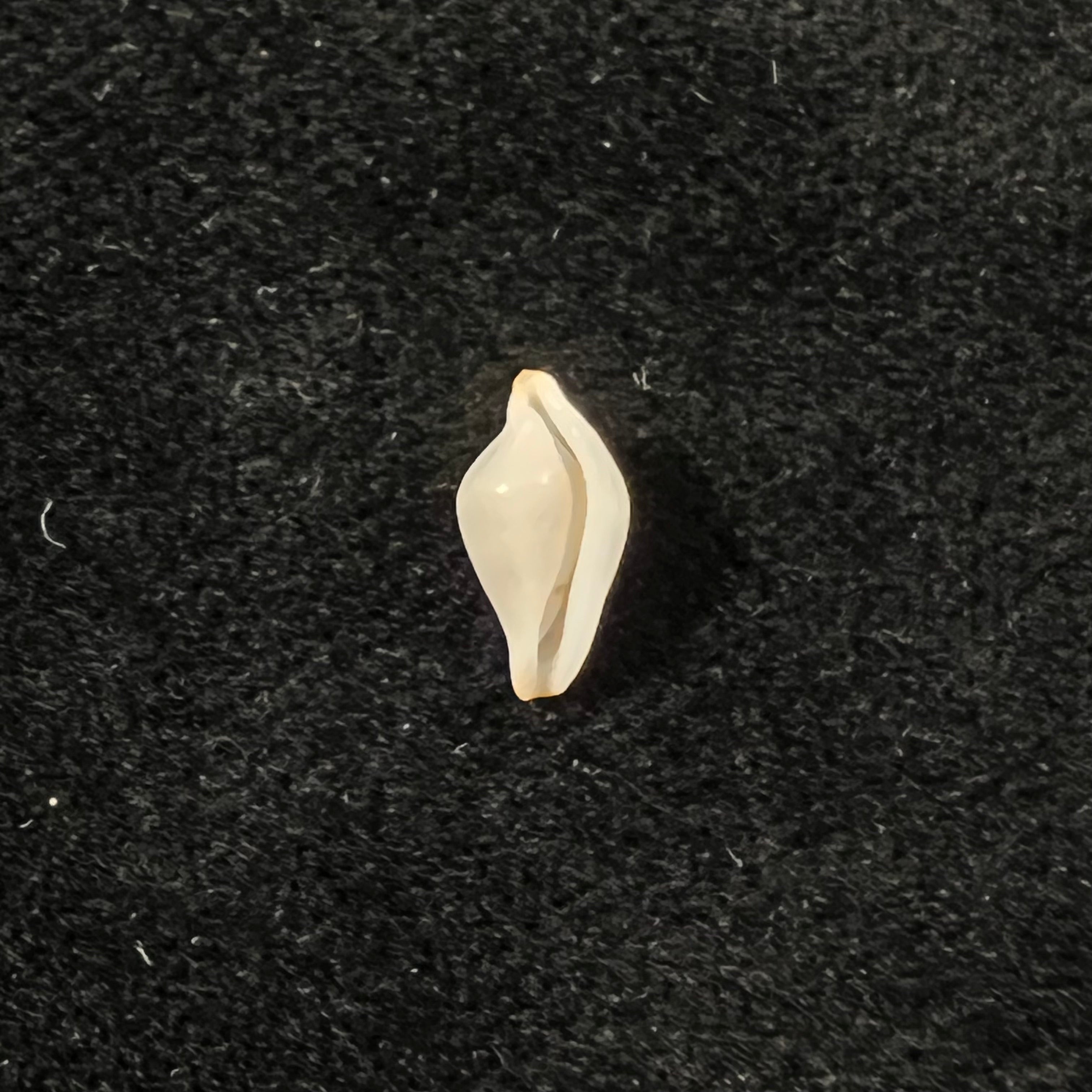 Primovula rosewateri (C. N. Cate, 1973) - 8,7mm