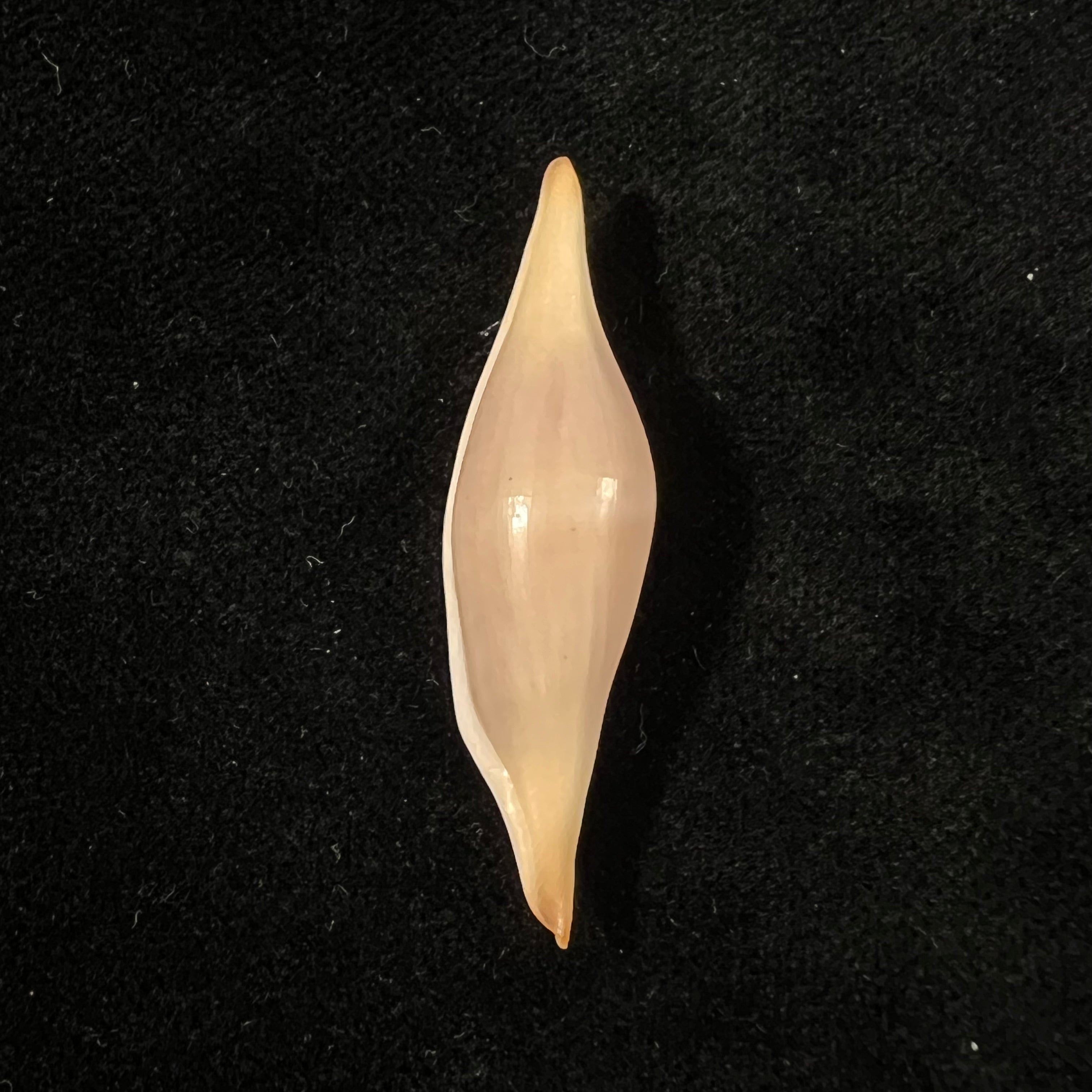 Phenacovolva tokioi C. N. Cate, 1973 - 41mm