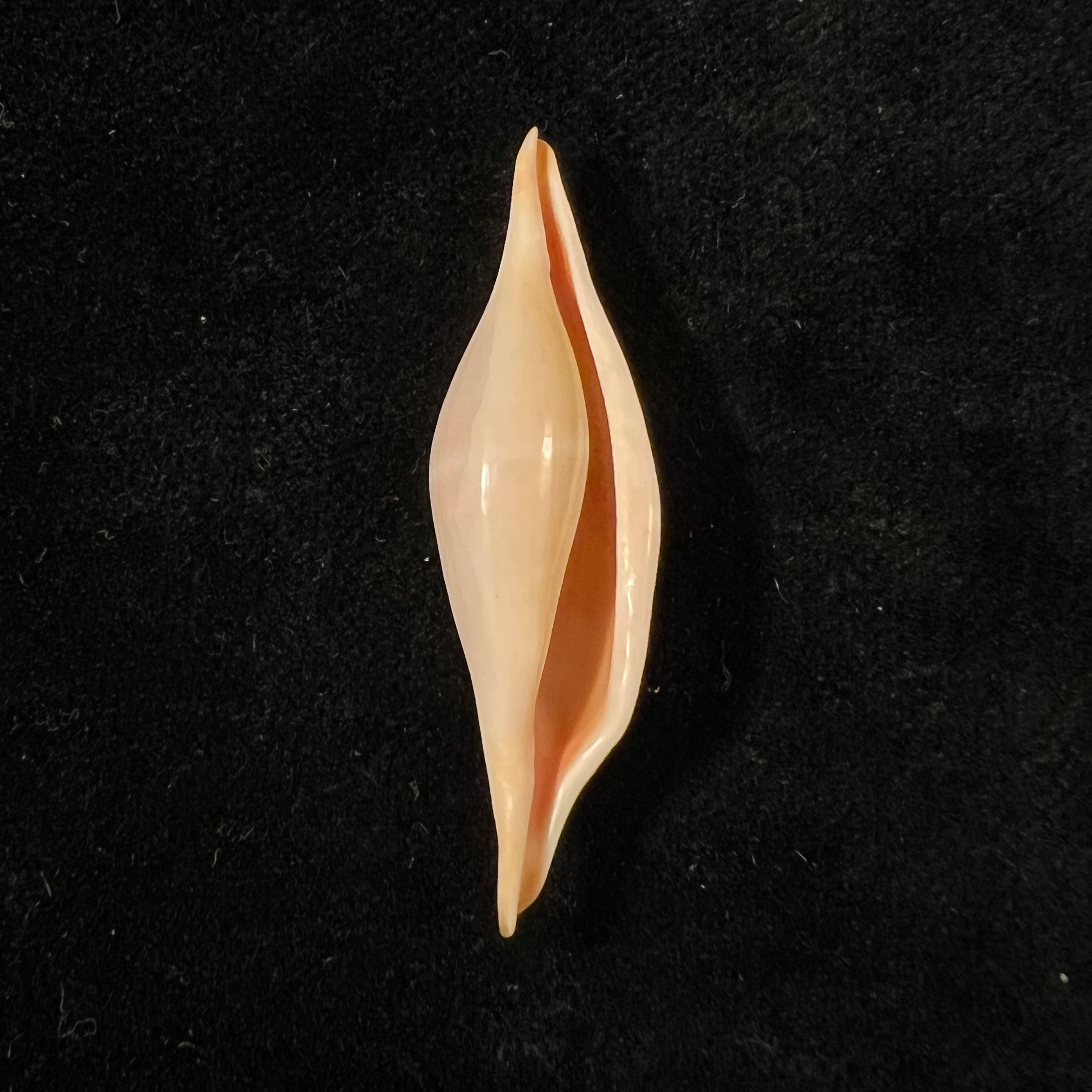 Phenacovolva tokioi C. N. Cate, 1973 - 41mm