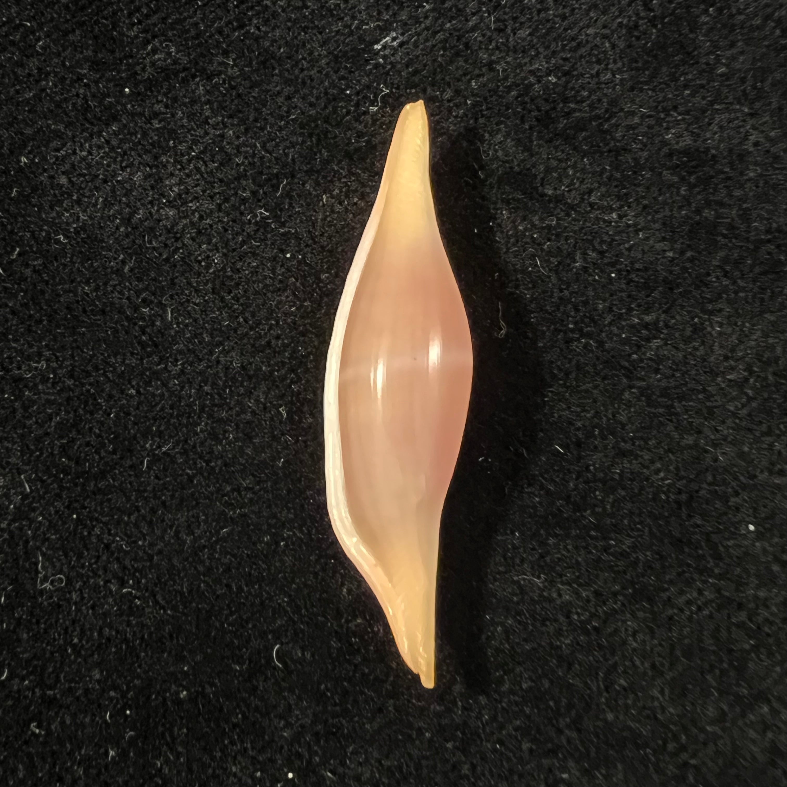 Phenacovolva tokioi C. N. Cate, 1973 - 40,2mm