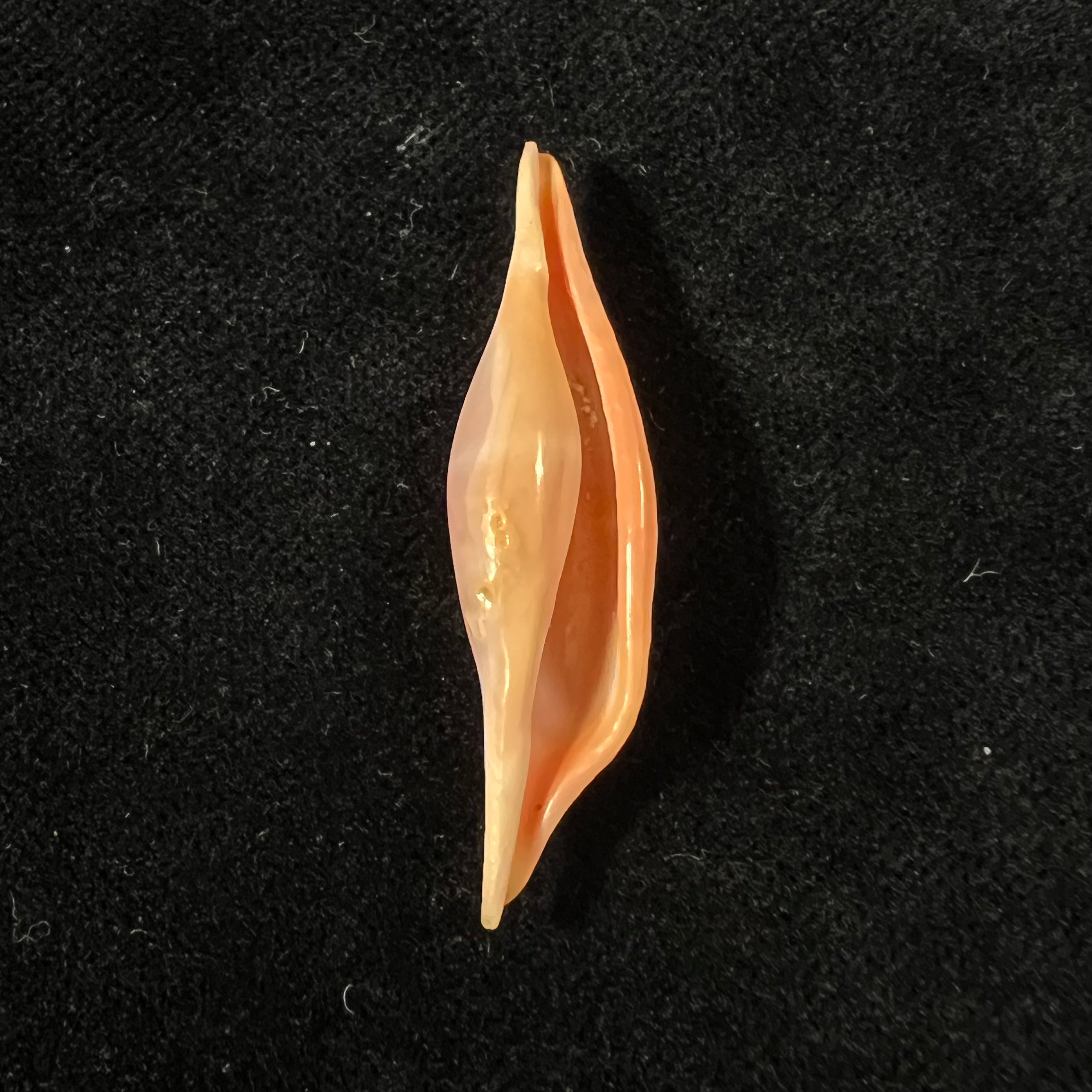 Phenacovolva tokioi C. N. Cate, 1973 - 40,2mm